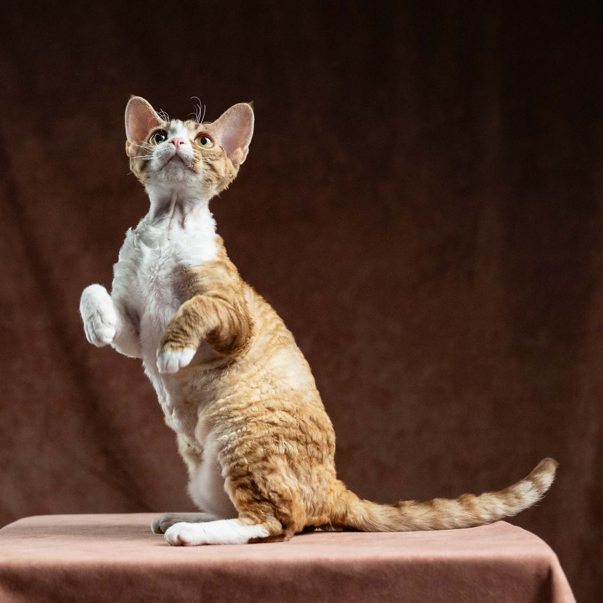 Houston, girl, born 04.20.25. Devon Rex Pixie Cattery