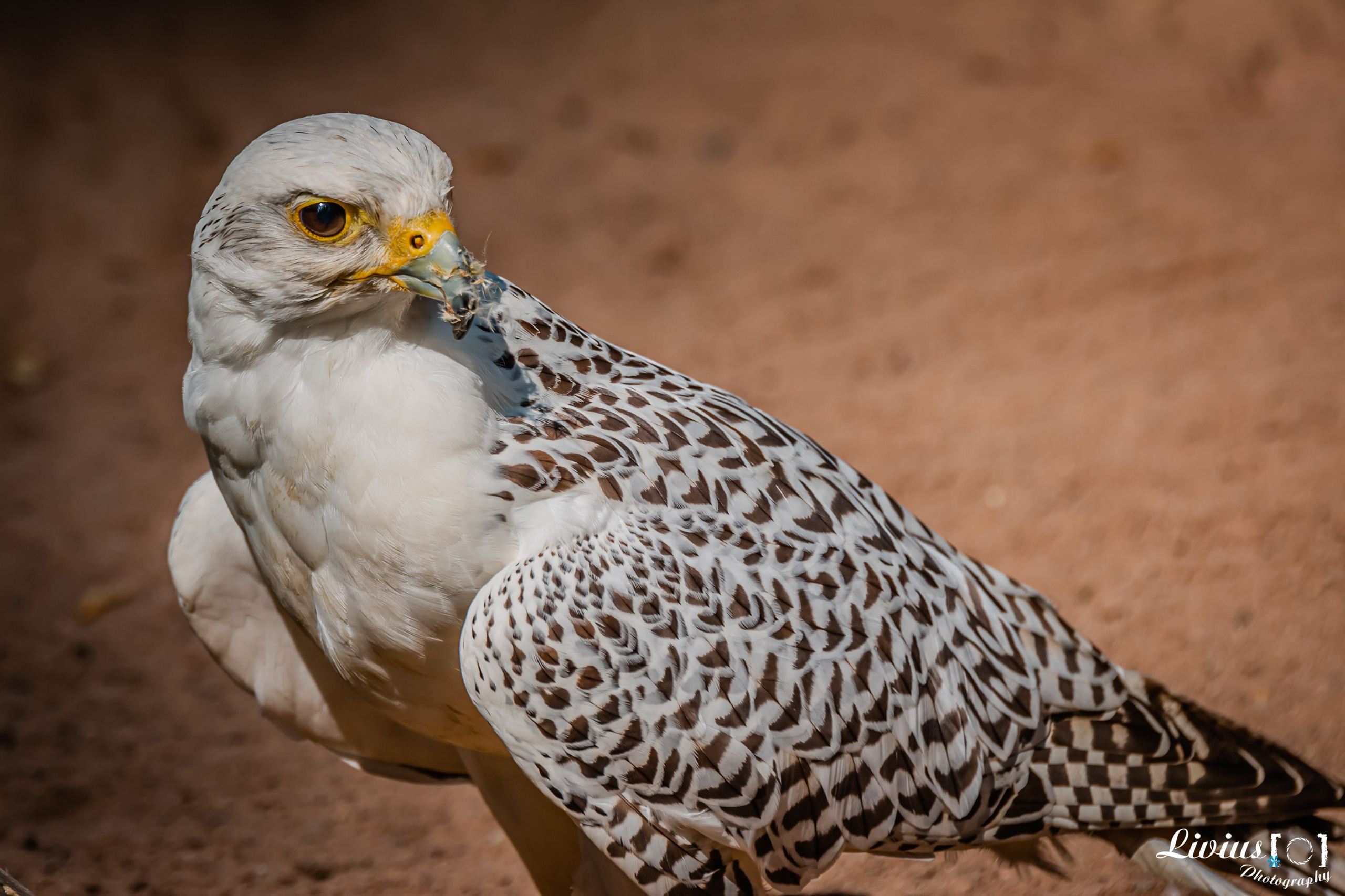 Wildpark Tambach. FOTO KREATIV