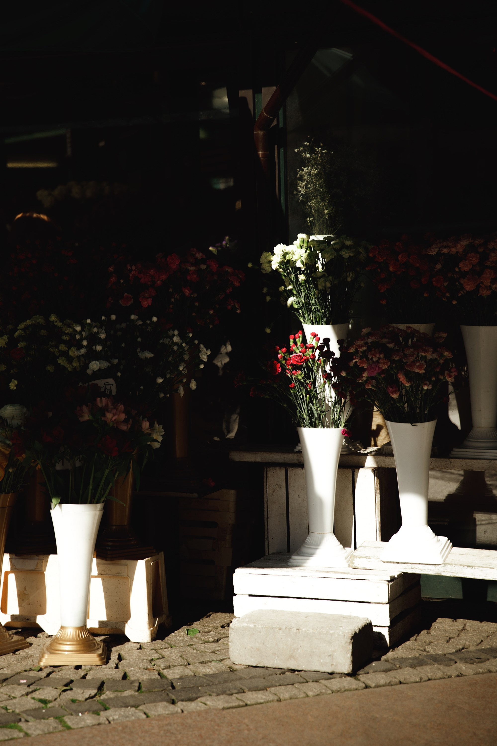 Wroclaw | the best ones. Kaja | fotograf psów we Wrocławiu