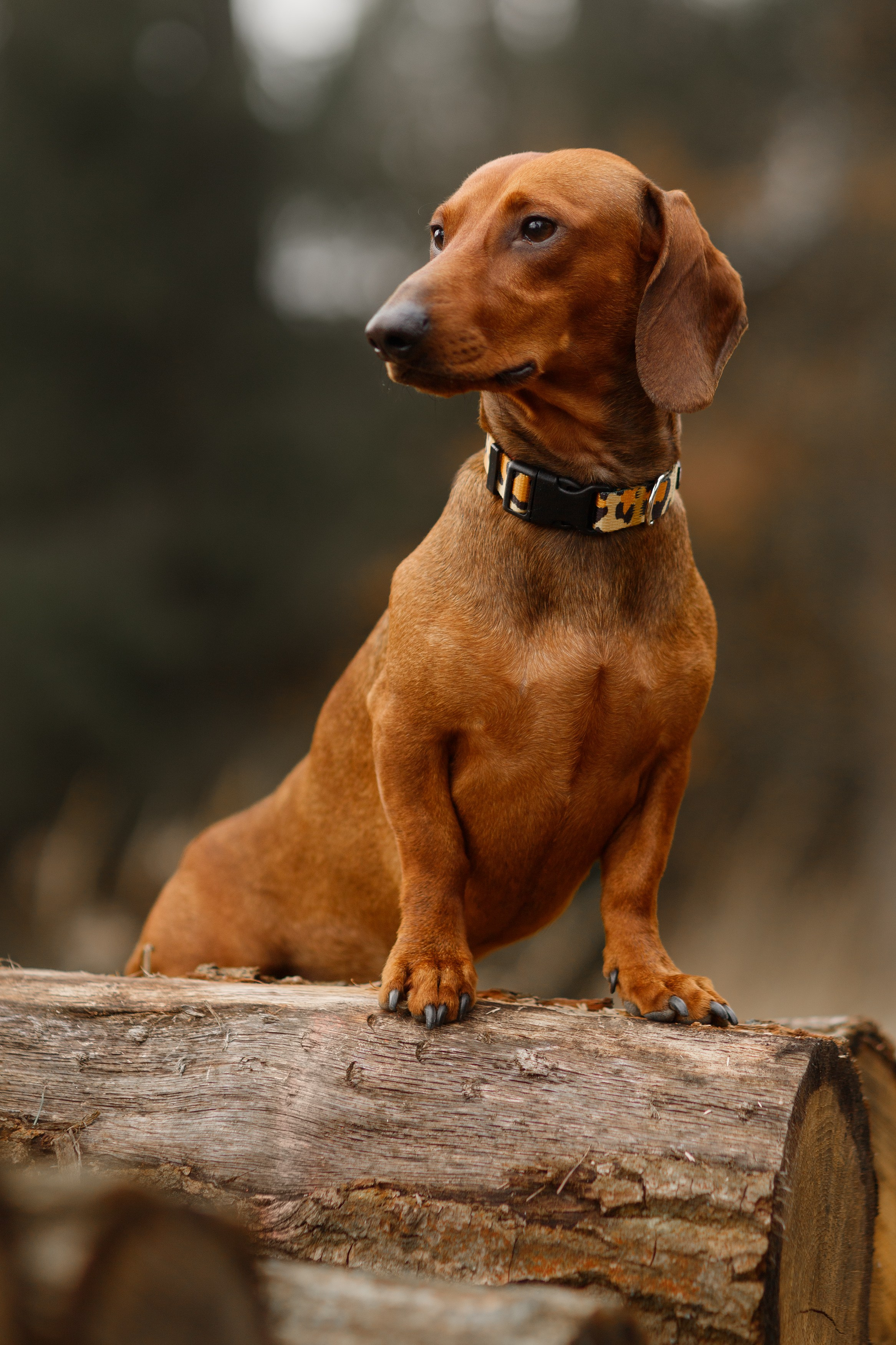 Ania, Franek & Vincent. Kaja | fotograf psów we Wrocławiu