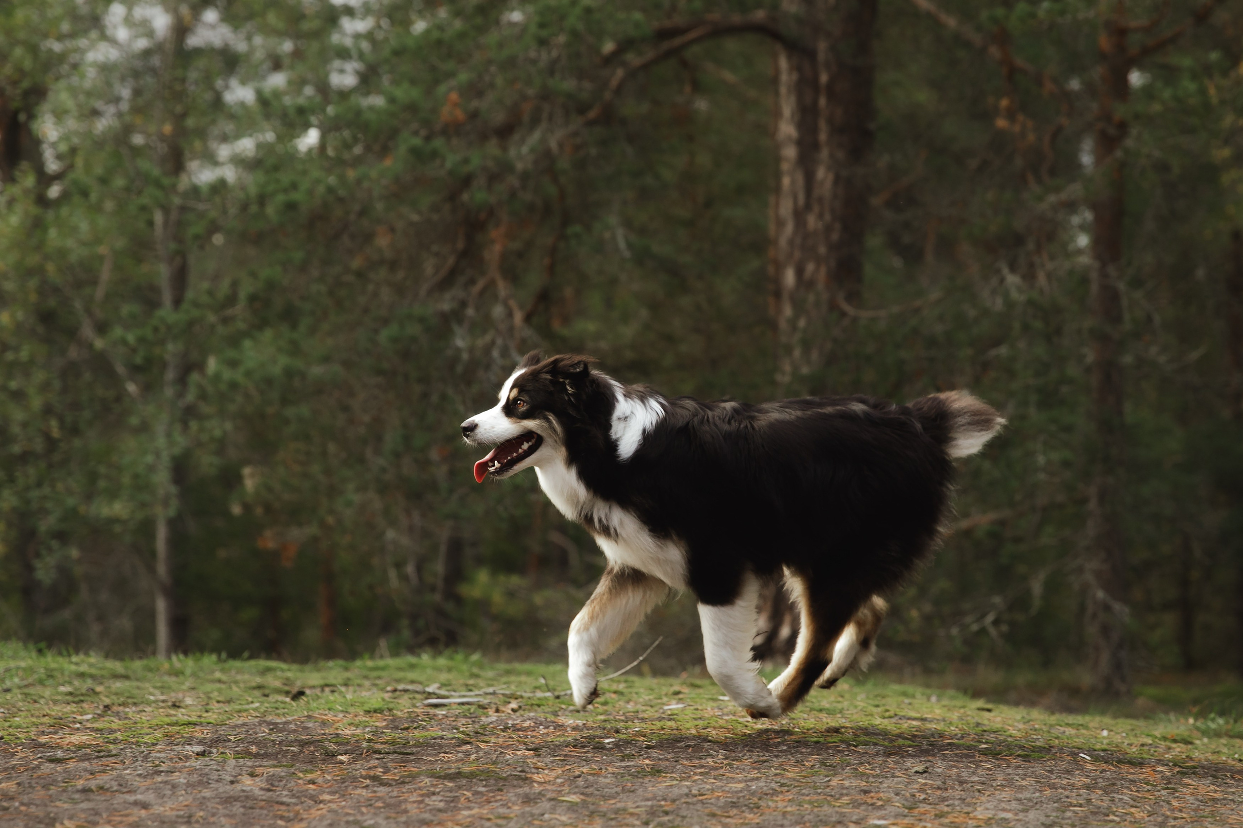 Finnish mossy hills. Kaja | fotograf psów we Wrocławiu