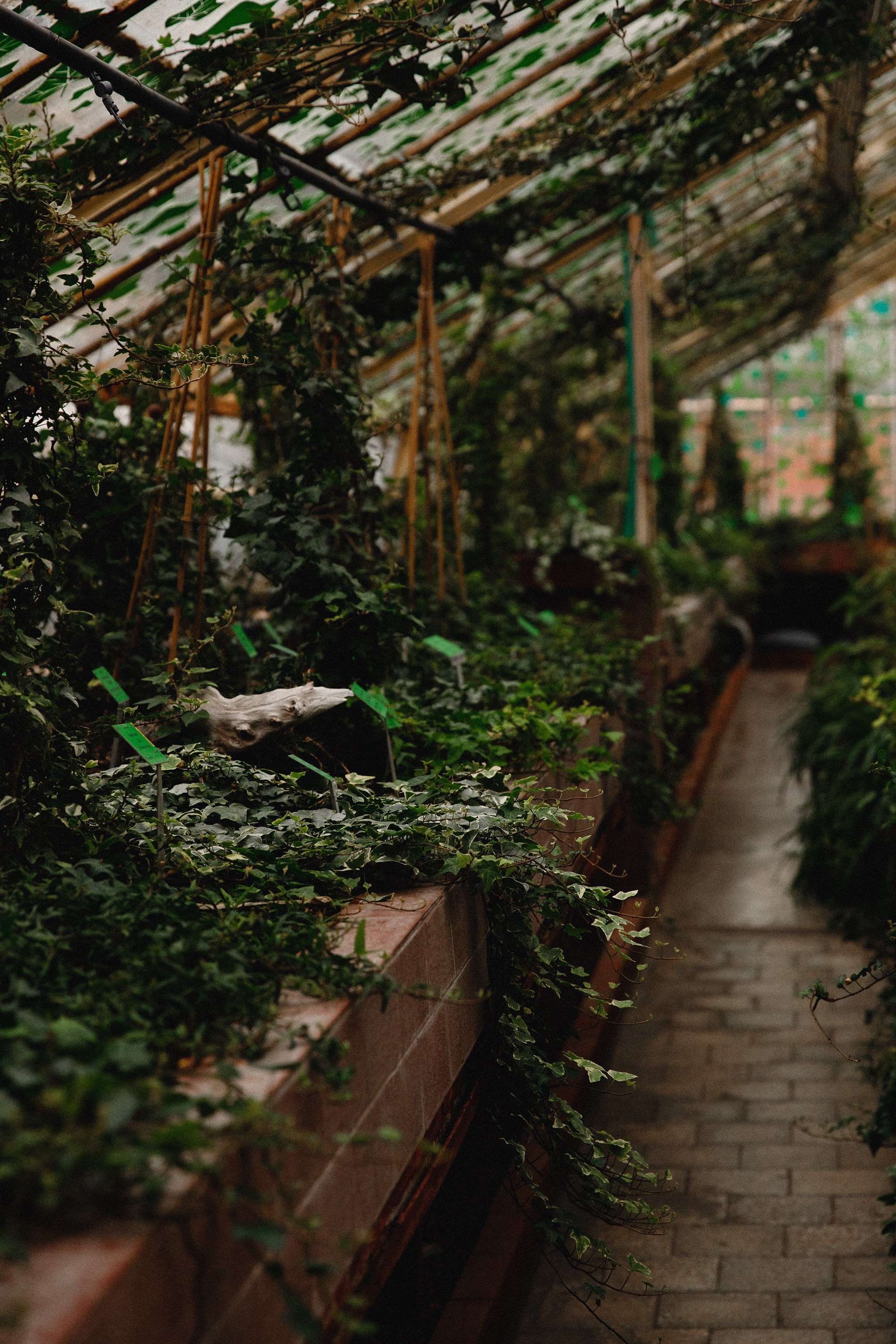 Botanical garden in Wroclaw. Kaja | fotograf we Wrocławiu | ludzie i psy