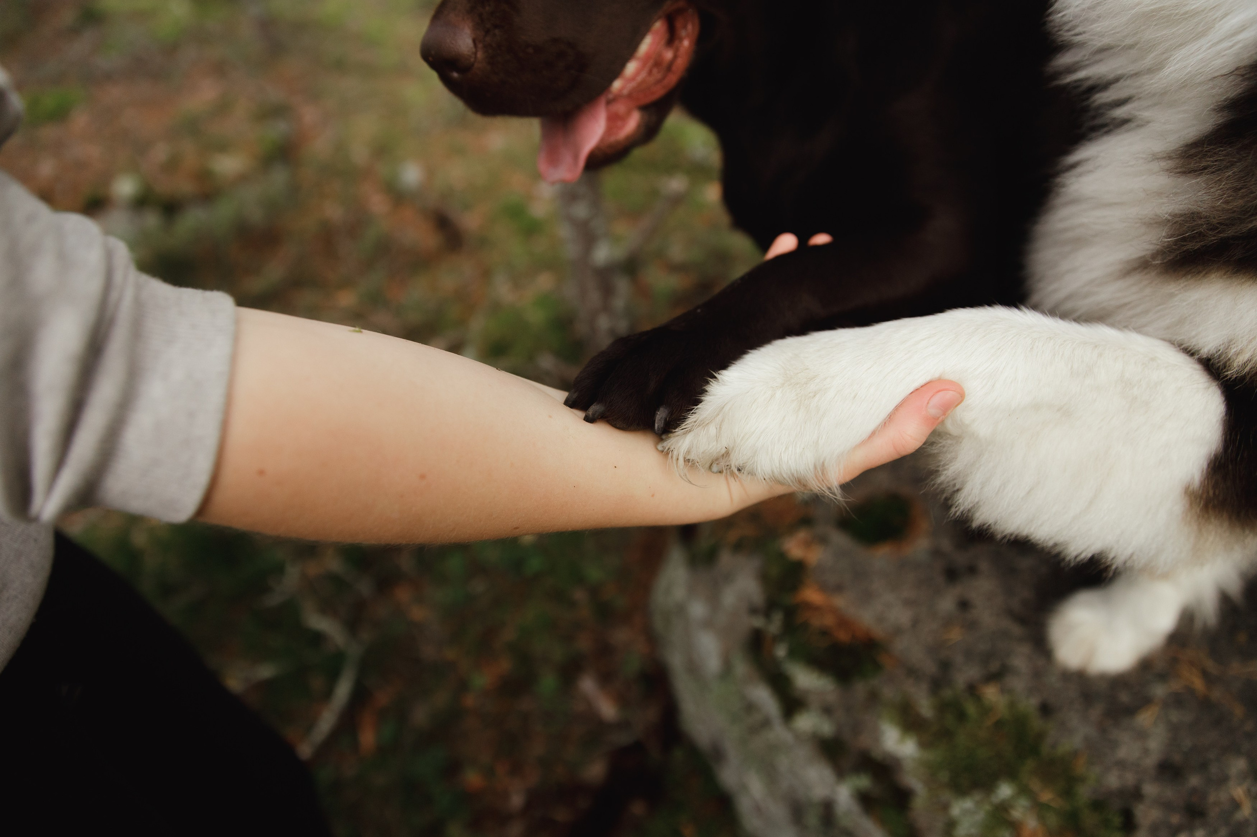 Finnish mossy hills. Kaja | fotograf psów we Wrocławiu
