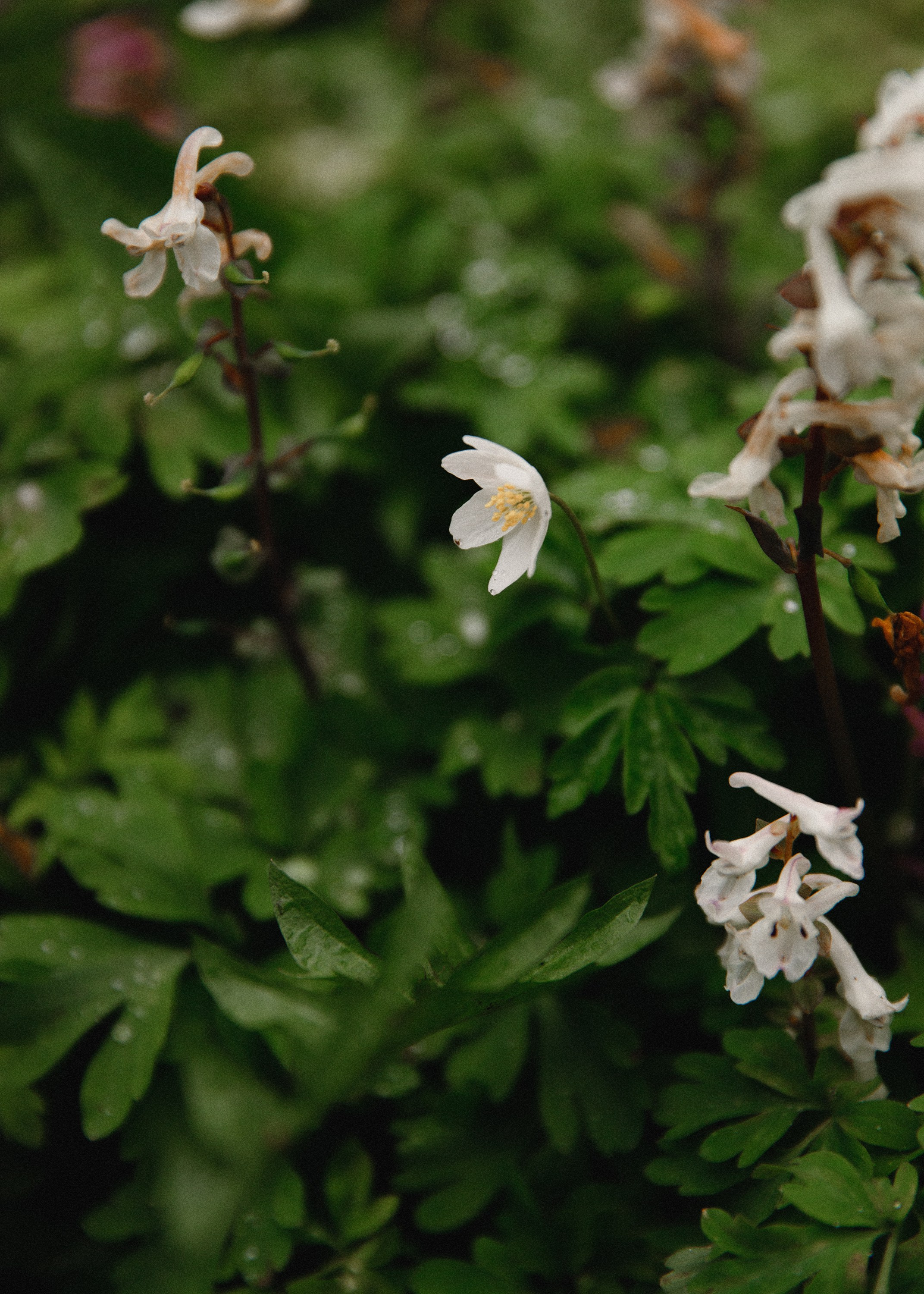 Botanical garden in Wroclaw. Kaja | fotograf we Wrocławiu | ludzie i psy