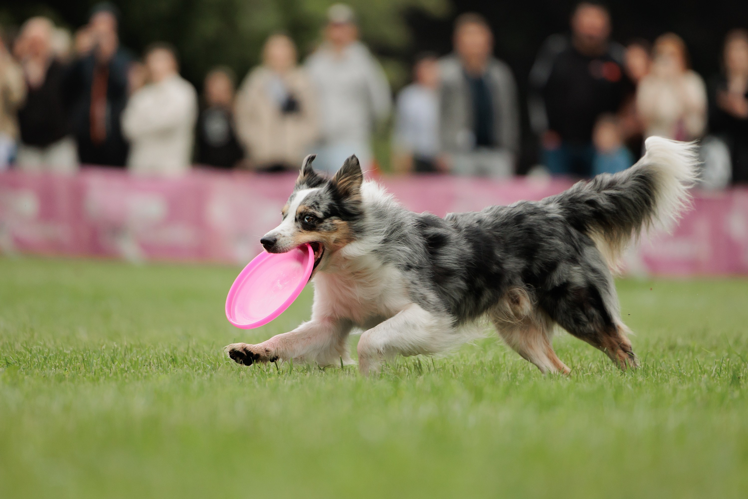 Latające psy, Wrocław'25. Kaja | fotograf psów we Wrocławiu