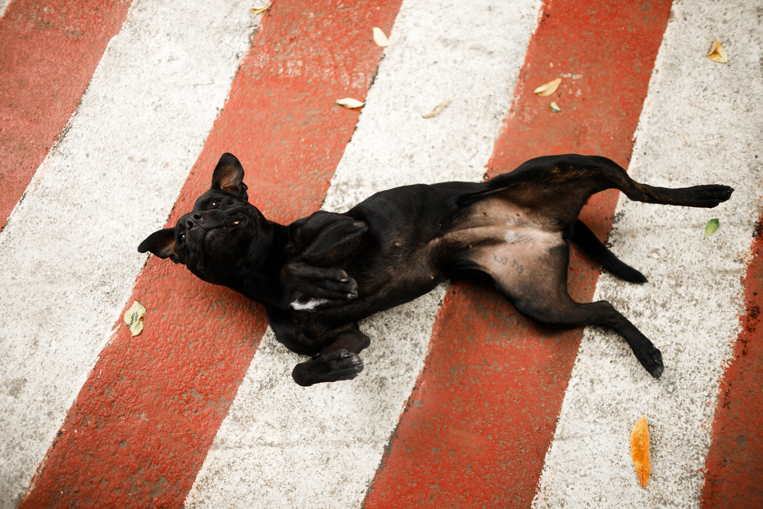 Staffy Yosia. Kaja | fotograf we Wrocławiu | ludzie i psy