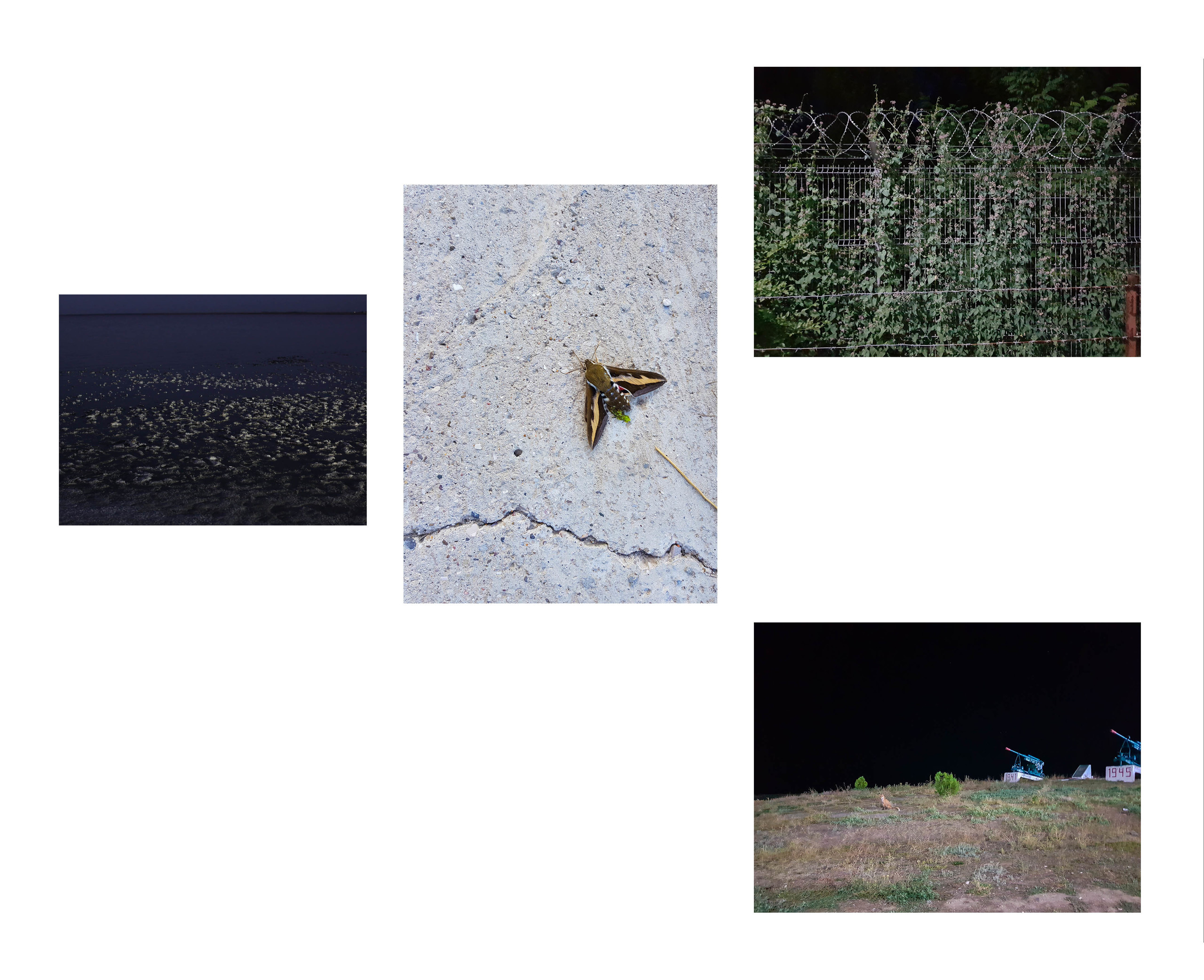 Inland Empire (zine). Междисциплинарный художник, фотограф