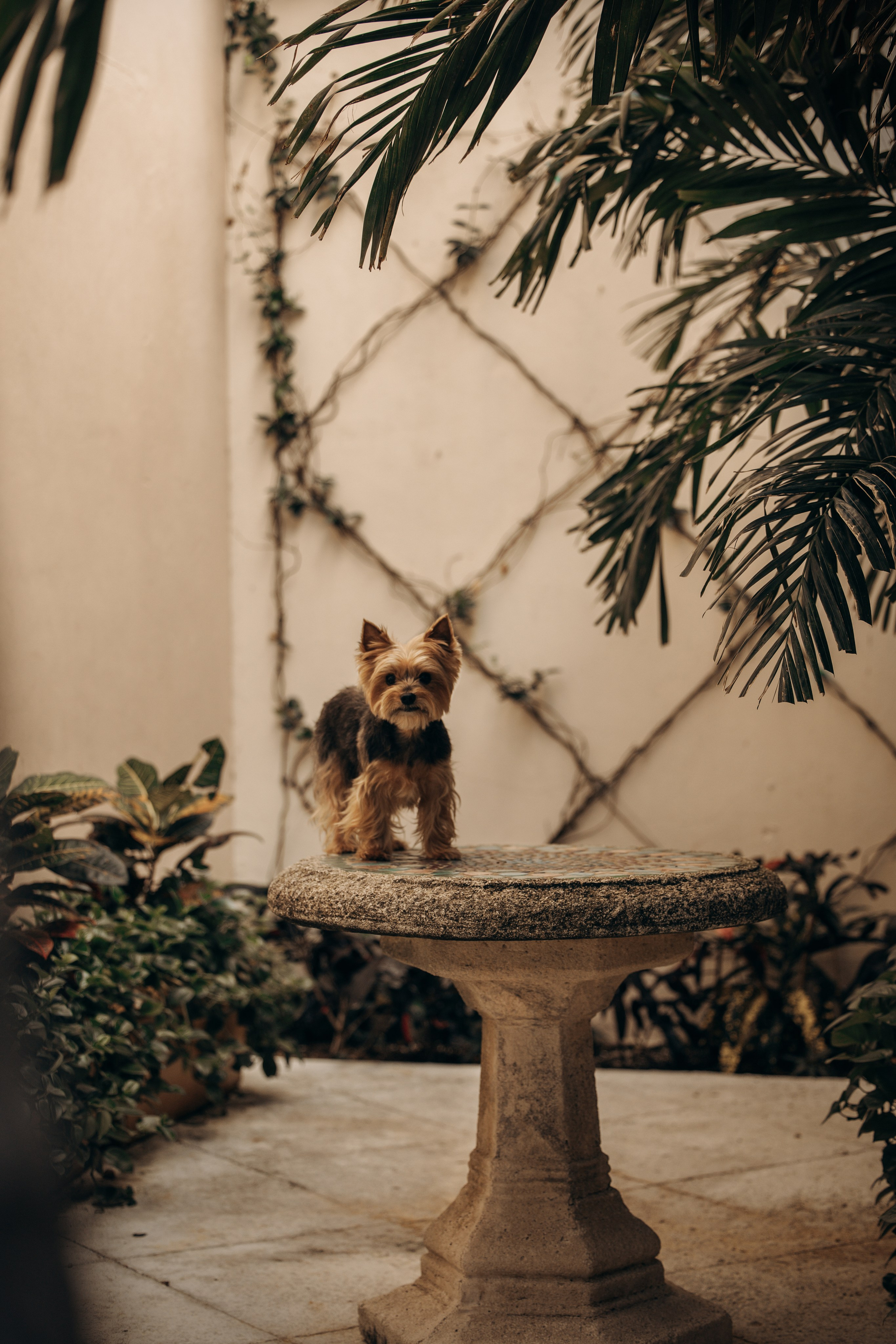 Mars & Alexandra. Pet Photographer Viktoriya Aleshenko