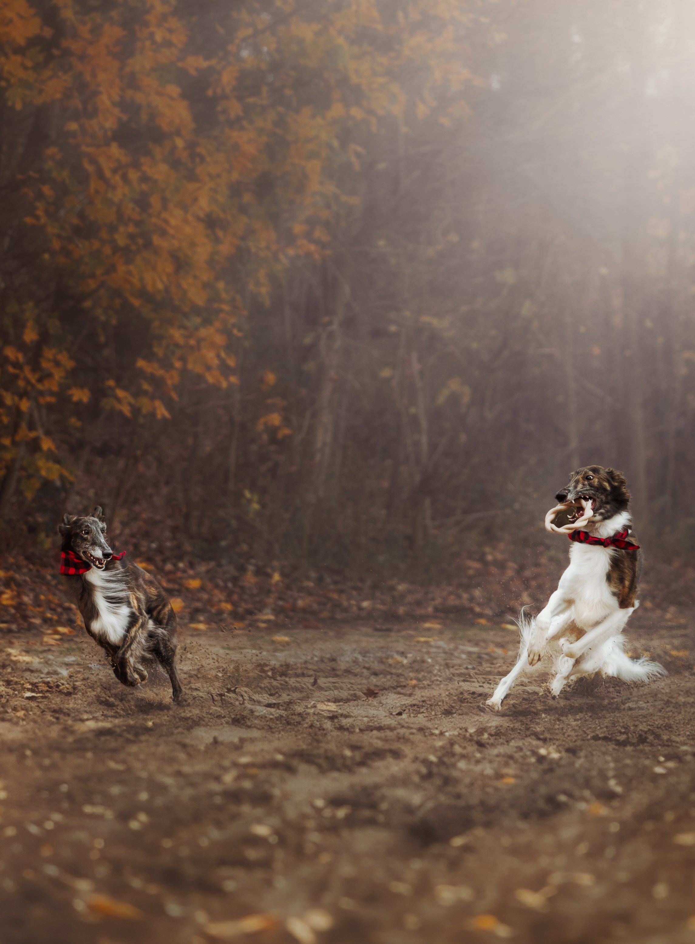 Luca, Oren & Mia. Pet Photographer Viktoriya Aleshenko