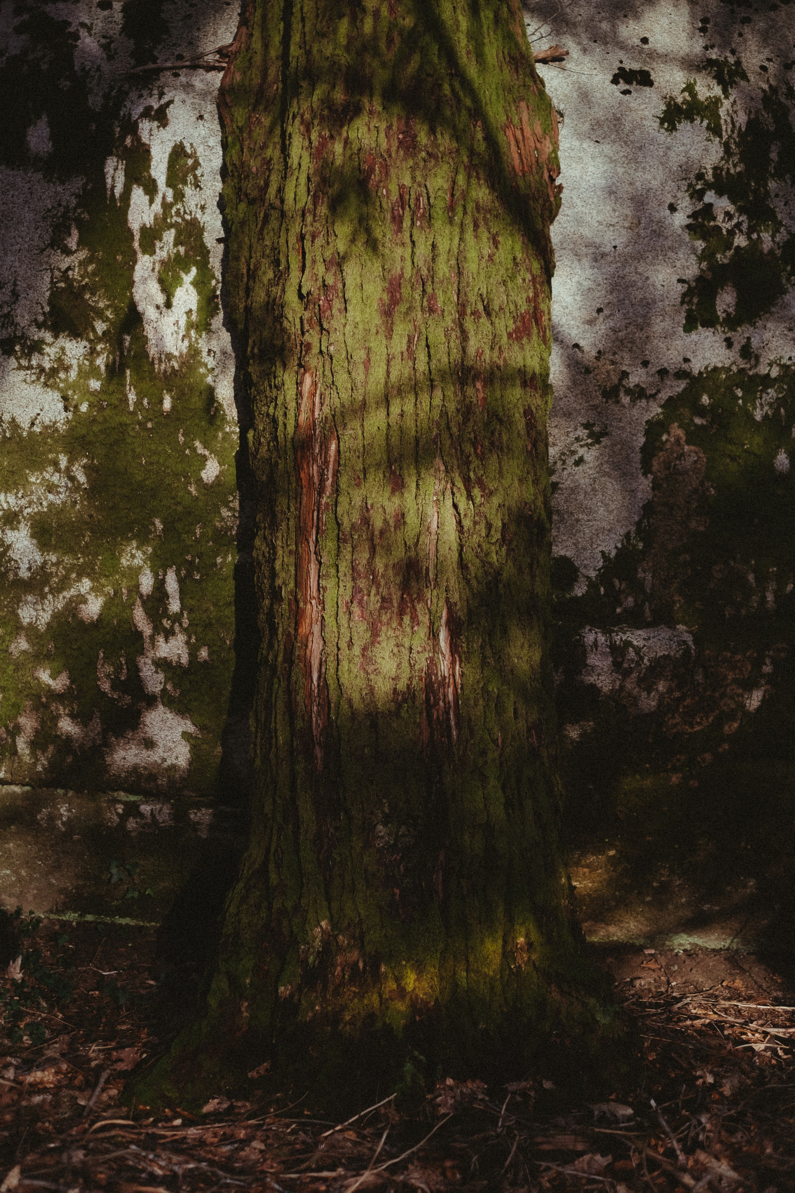 Forest engagement session location in Portugal with moss and natural light