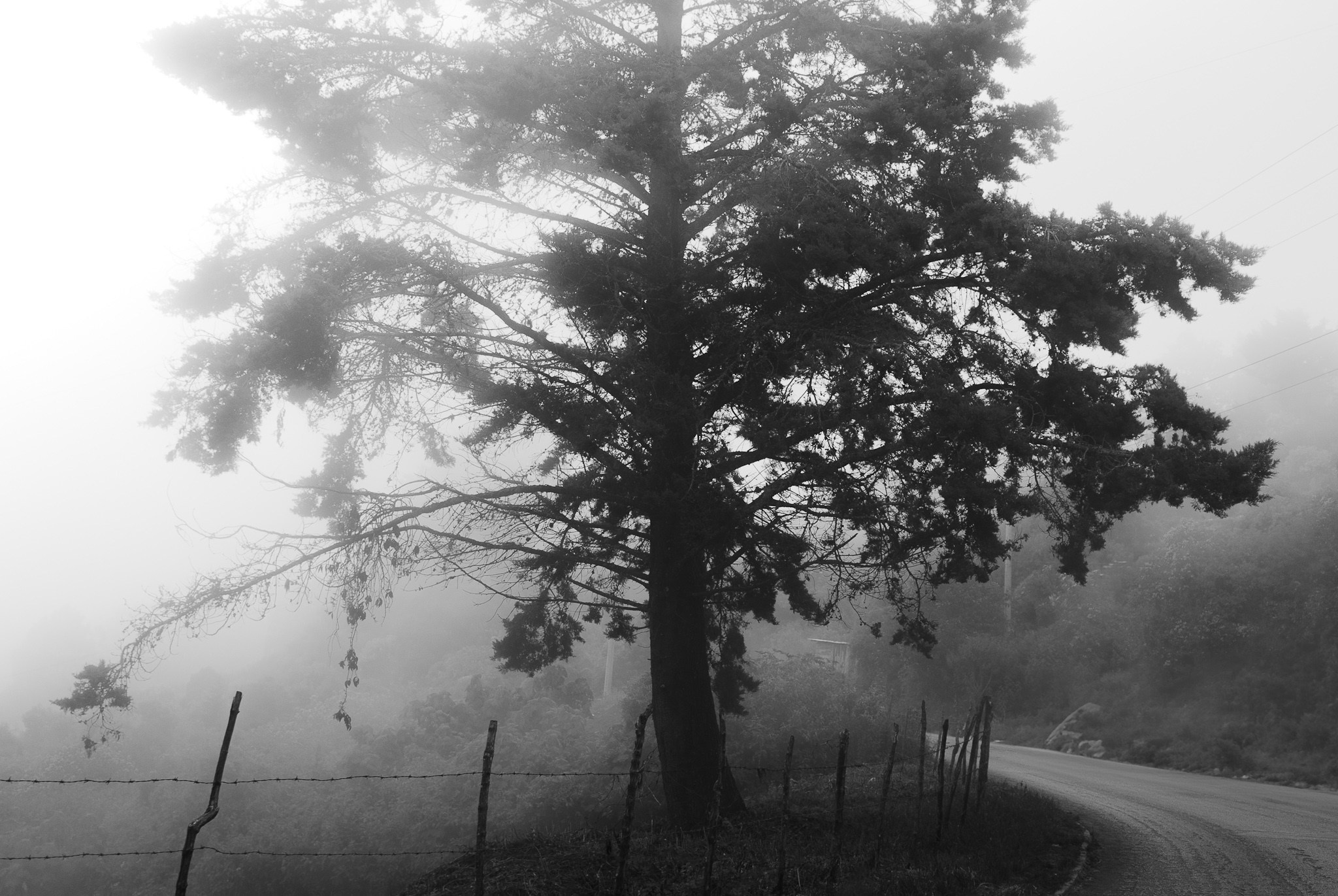 Bosques de San Cristóbal. 2025. Fotógrafo en Villahermosa | ERALPUCHE