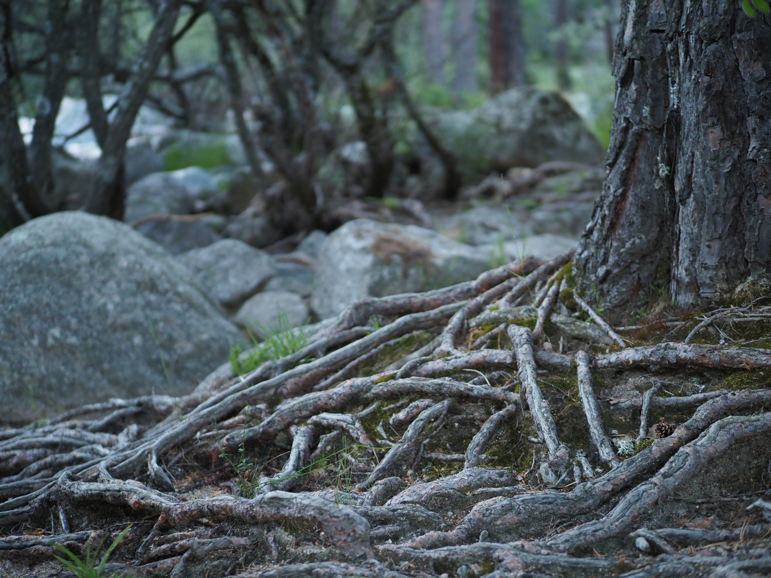 Paisajismo. Fotógrafa de Periodismo y Documentación, Teatro, Cine, Shooting para Modelos, Bodas, Bautizos, Comuniones, Familia y Eventos