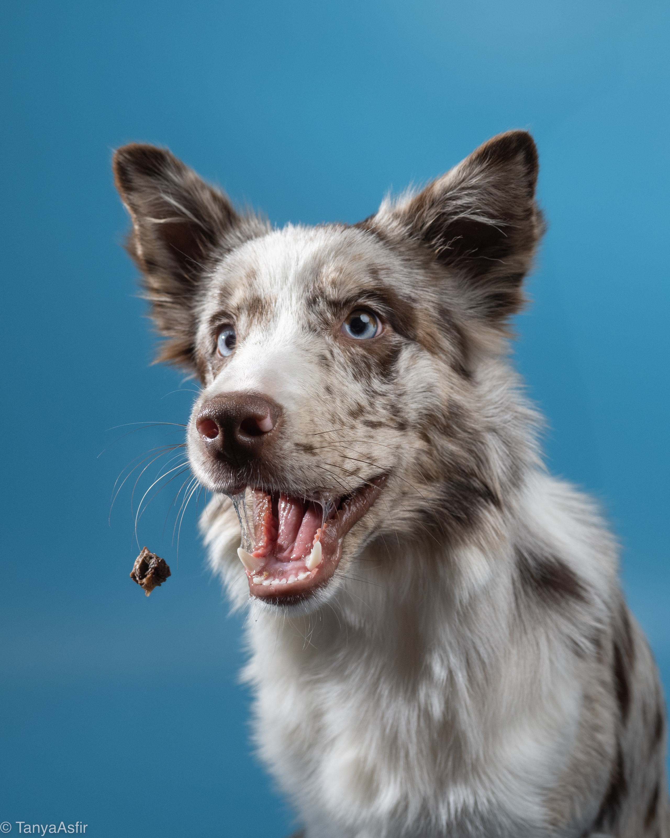 Pet portraits made at your place by Tanya Asfir, Belgrade. Tanya Asfir — Pet & Animal Photographer | Belgrade, Serbia