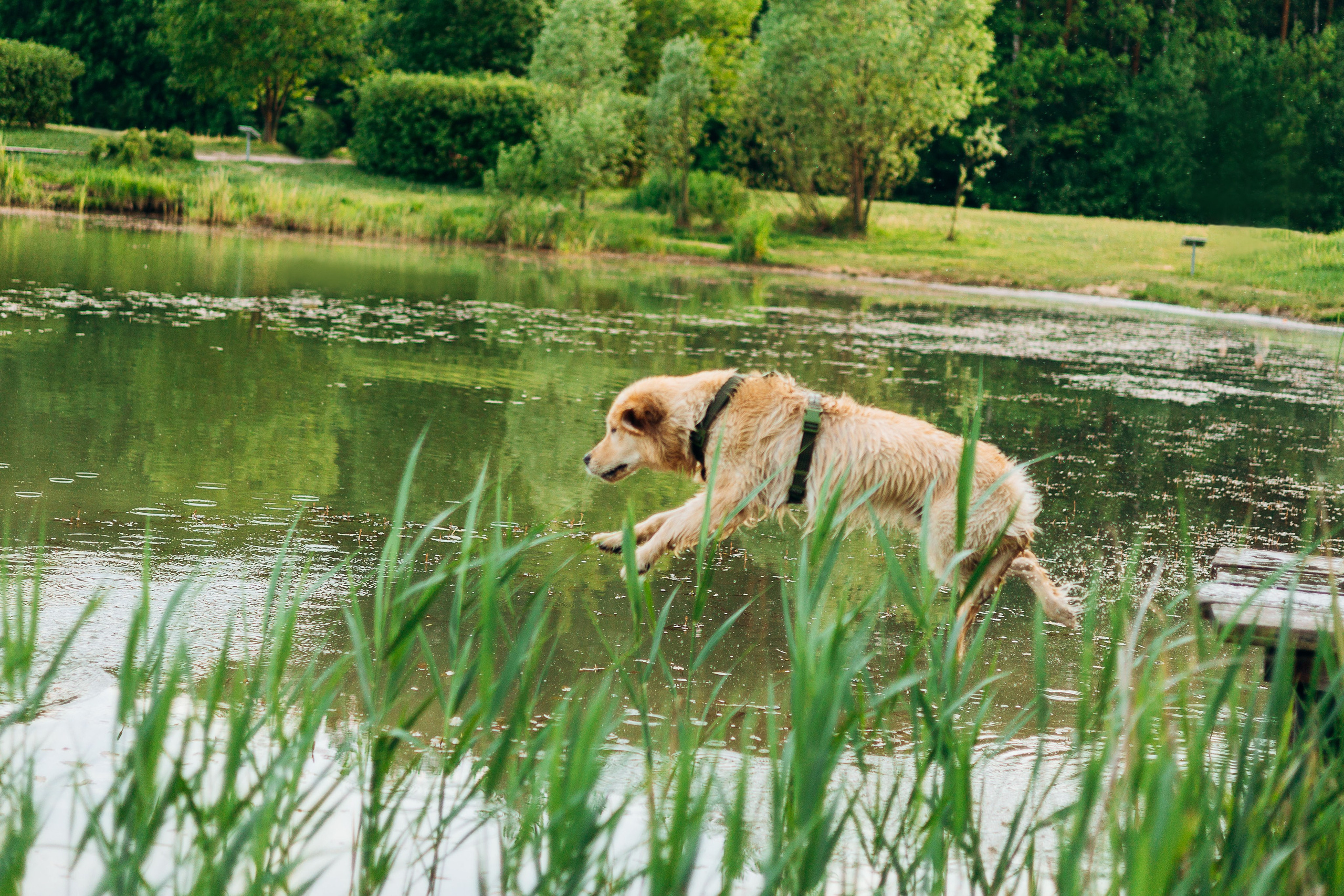 Настя, Арчи, Арагон. Фотограф-анималист | Белград