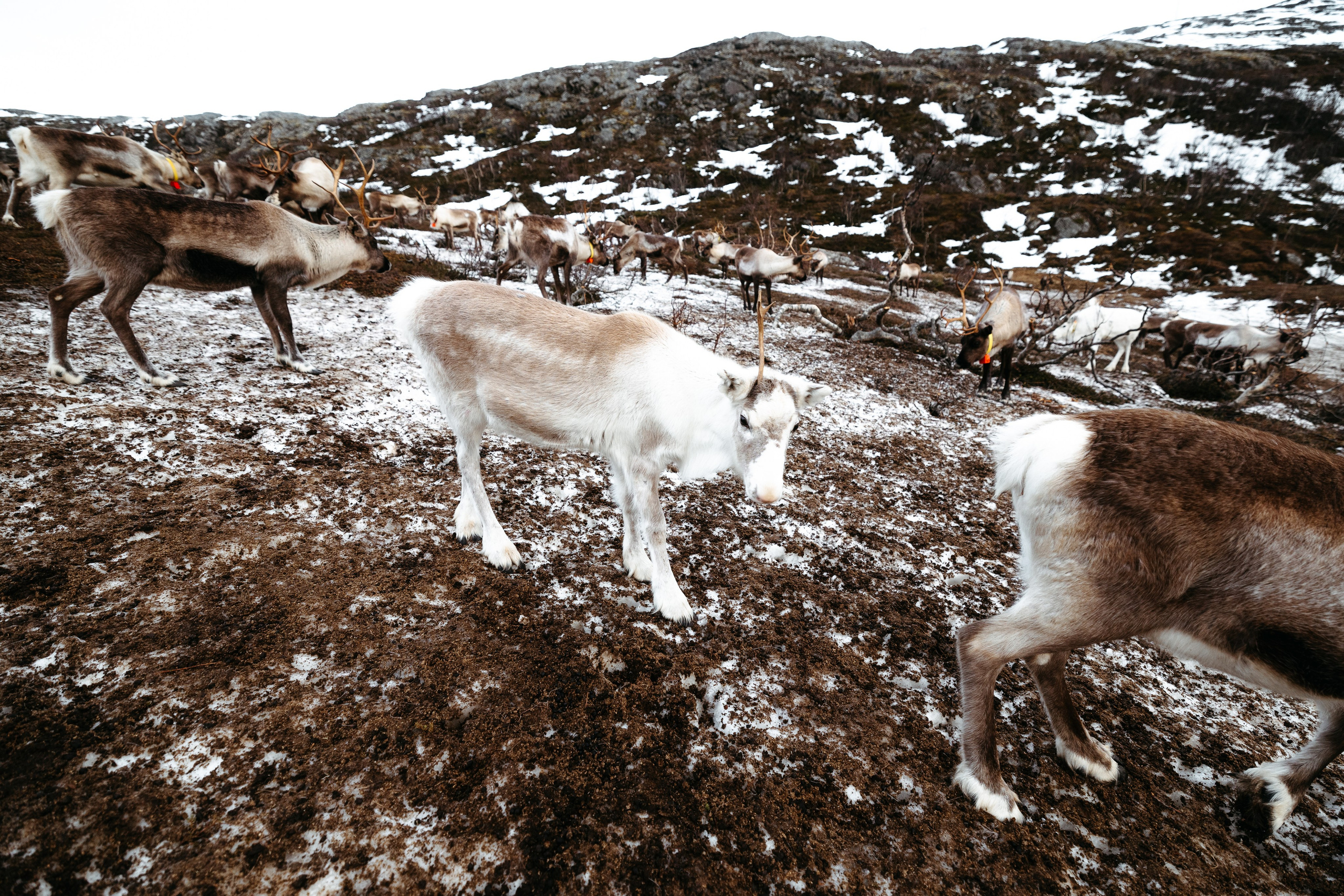 Tromso. Marius Ciocan