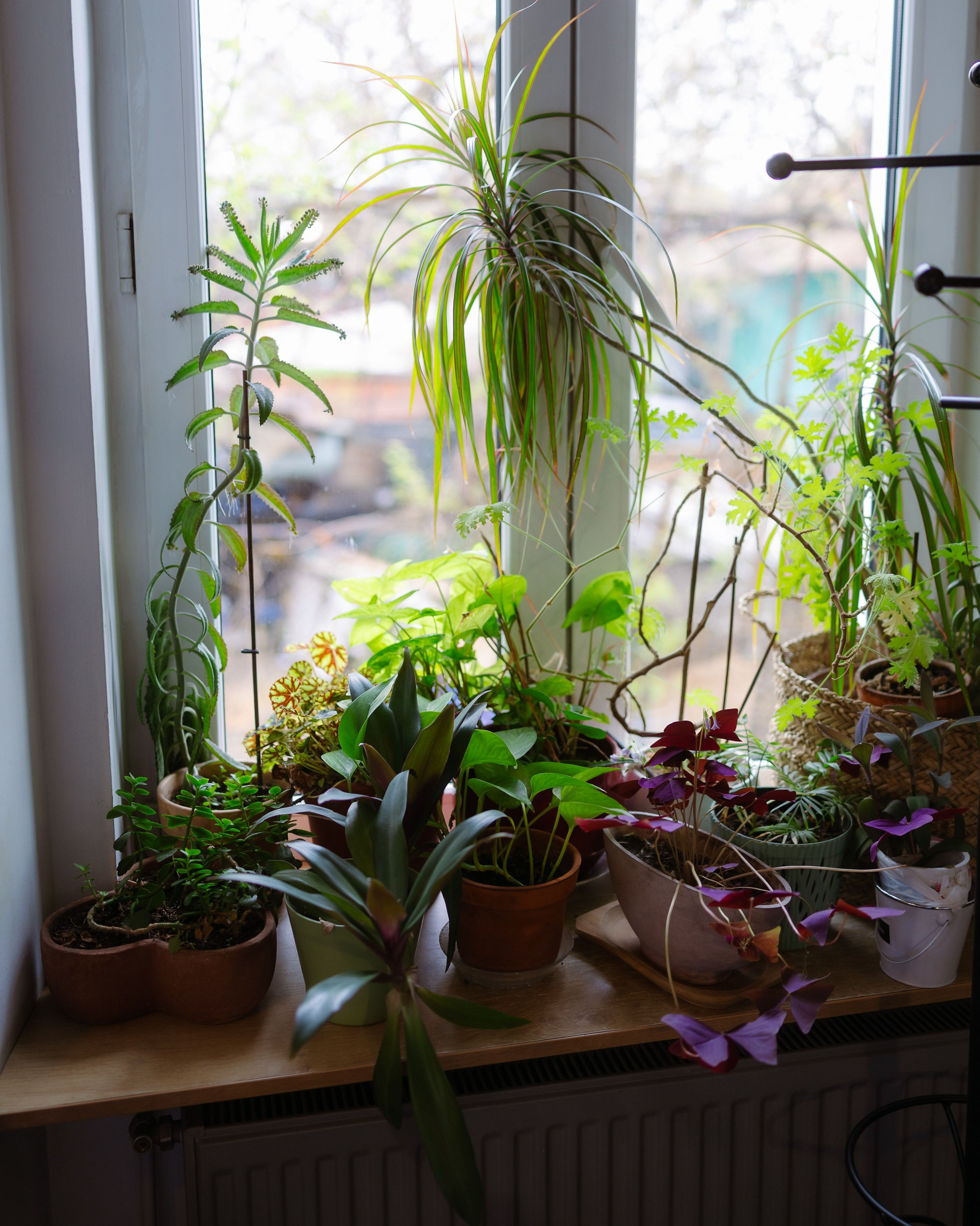 Indus at CUIB. Marius Ciocan