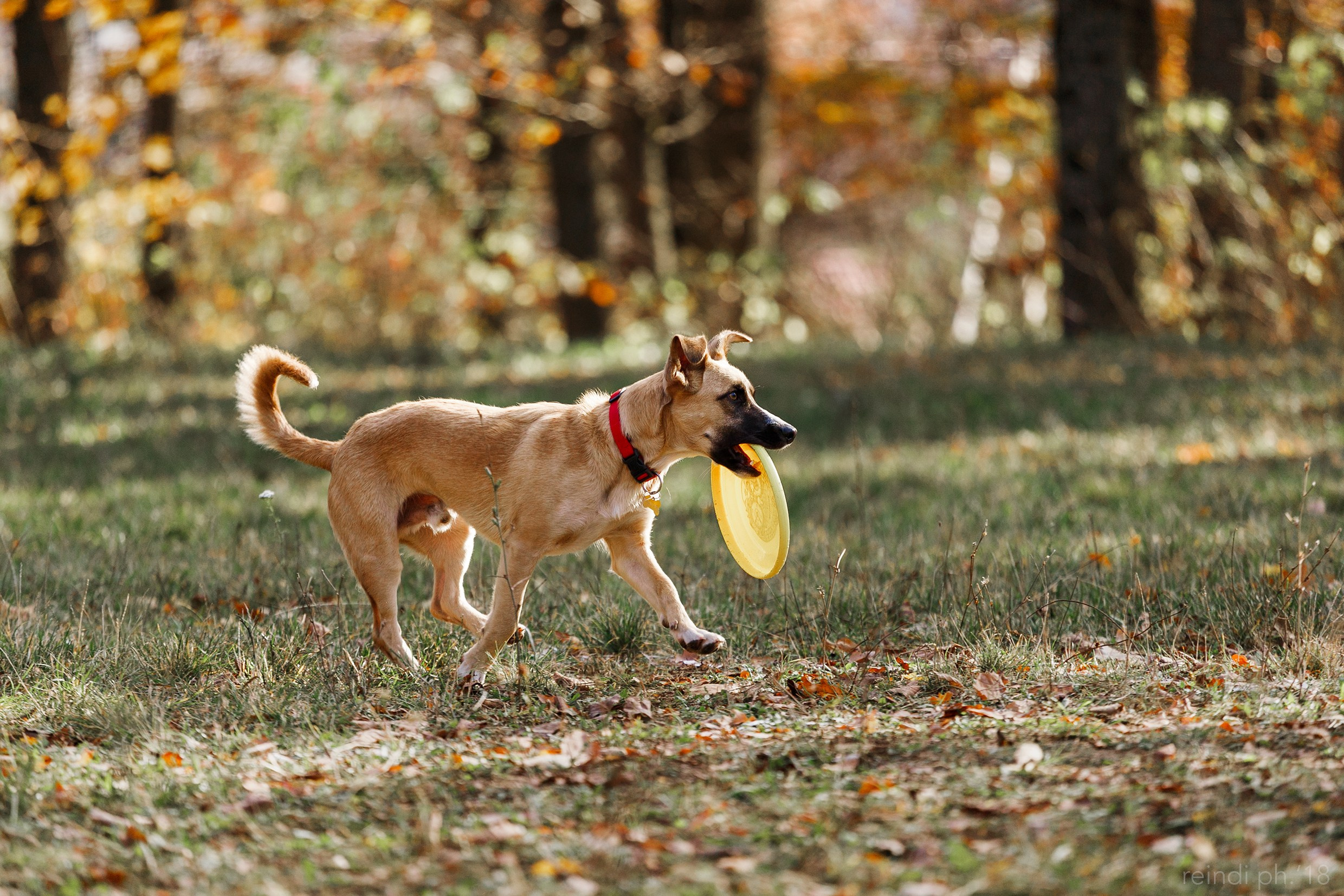 Frisbee and dog puller championship | autumn. Kaja | fotograf we Wrocławiu | ludzie i psy