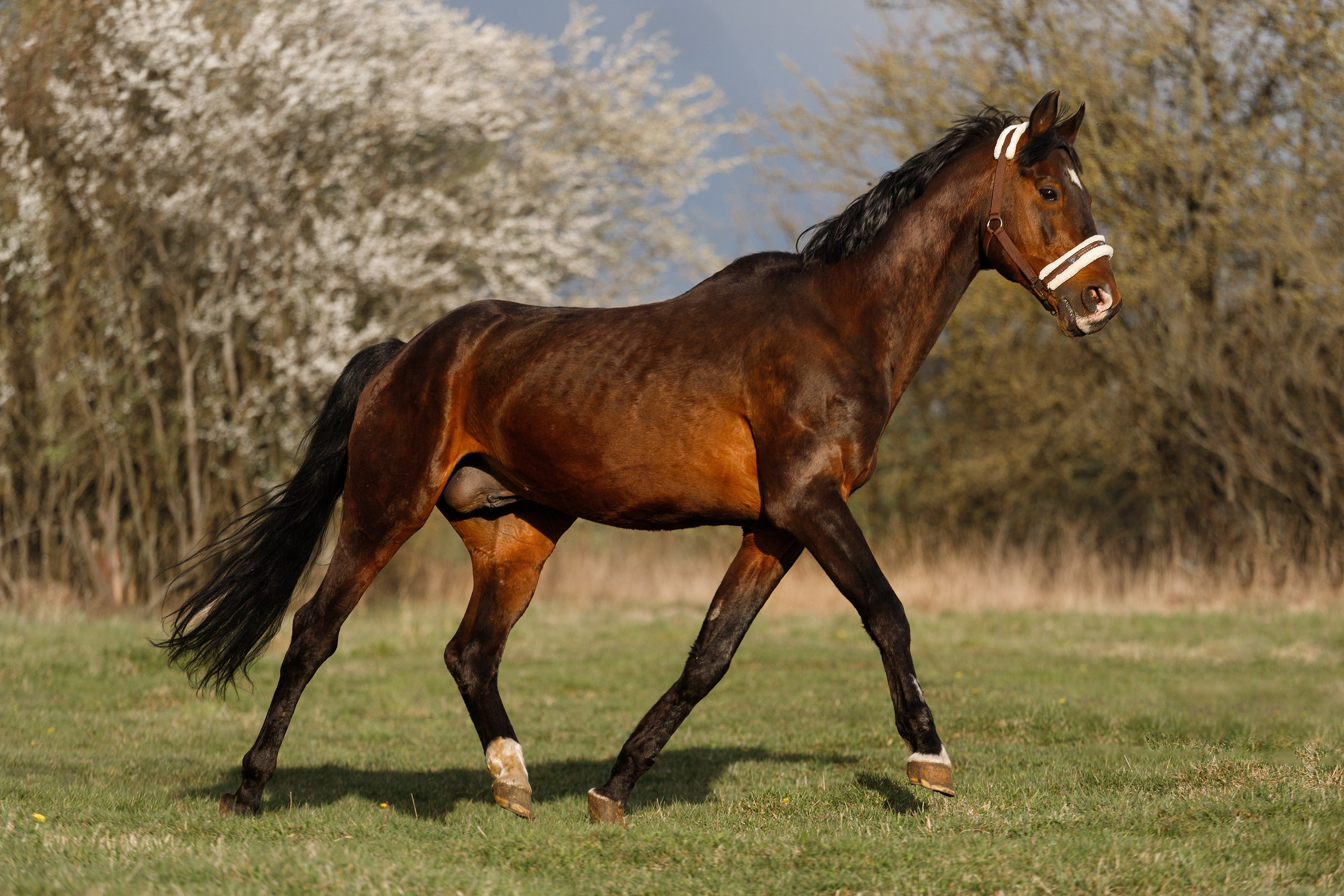 Vykup. Kaja | fotograf psów we Wrocławiu