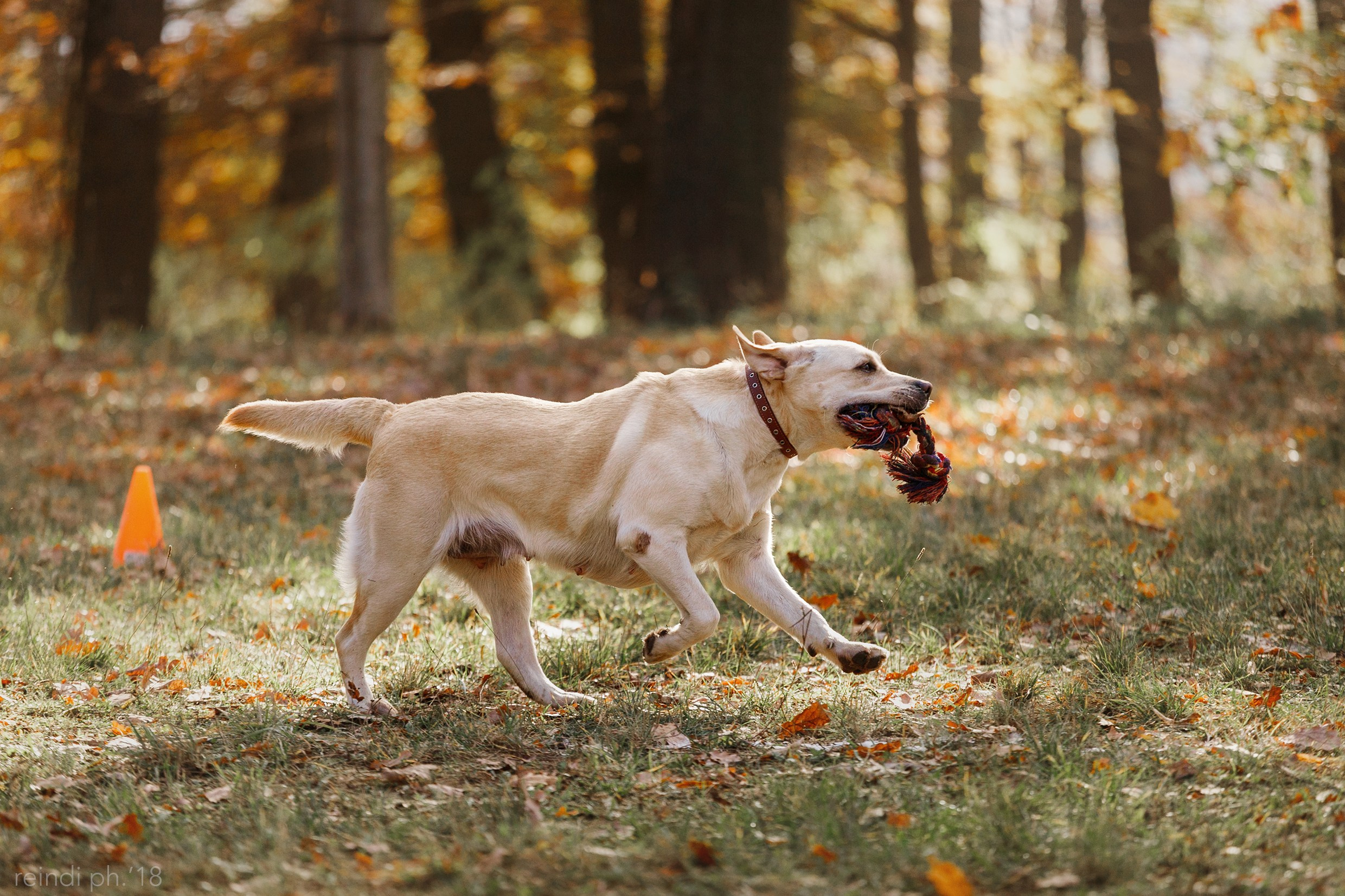 Frisbee and dog puller championship | autumn. Kaja | fotograf we Wrocławiu | ludzie i psy