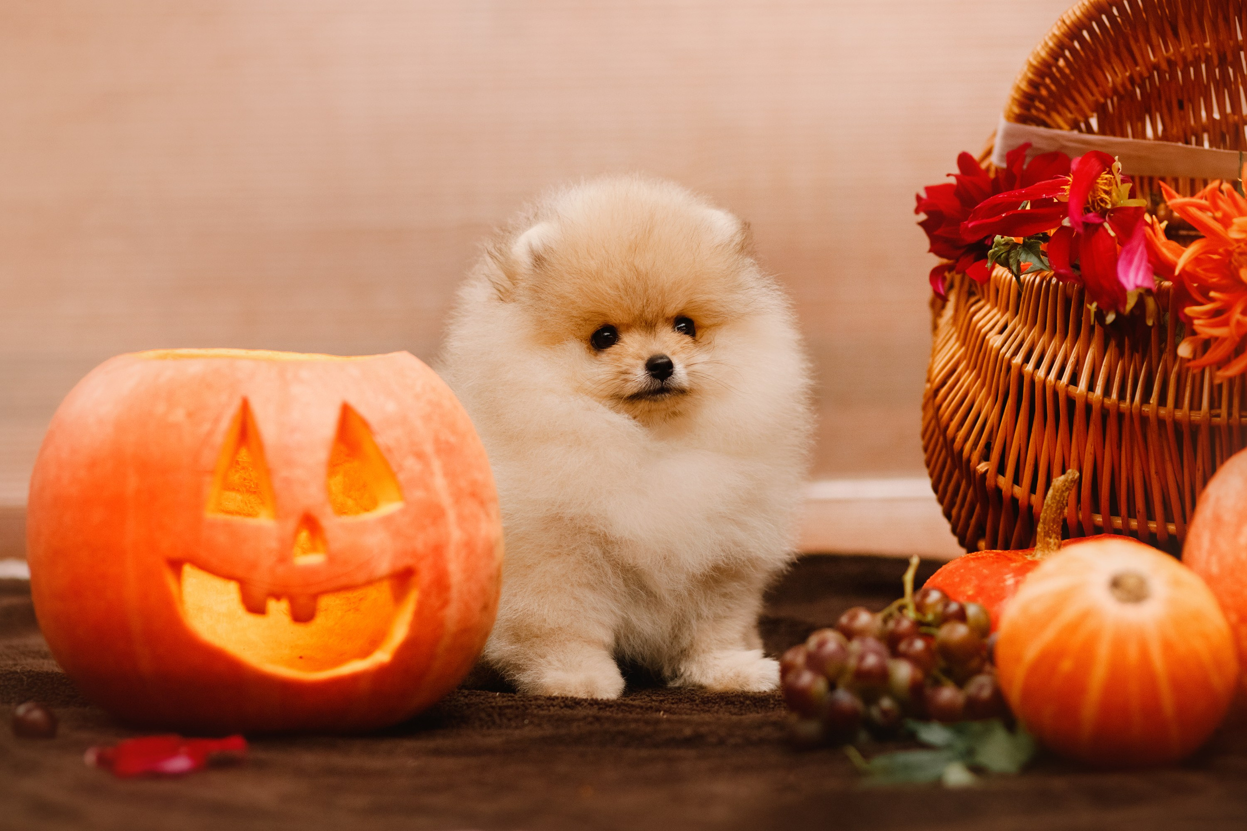 Halloween spitz puppies. Kaja | fotograf we Wrocławiu | ludzie i psy