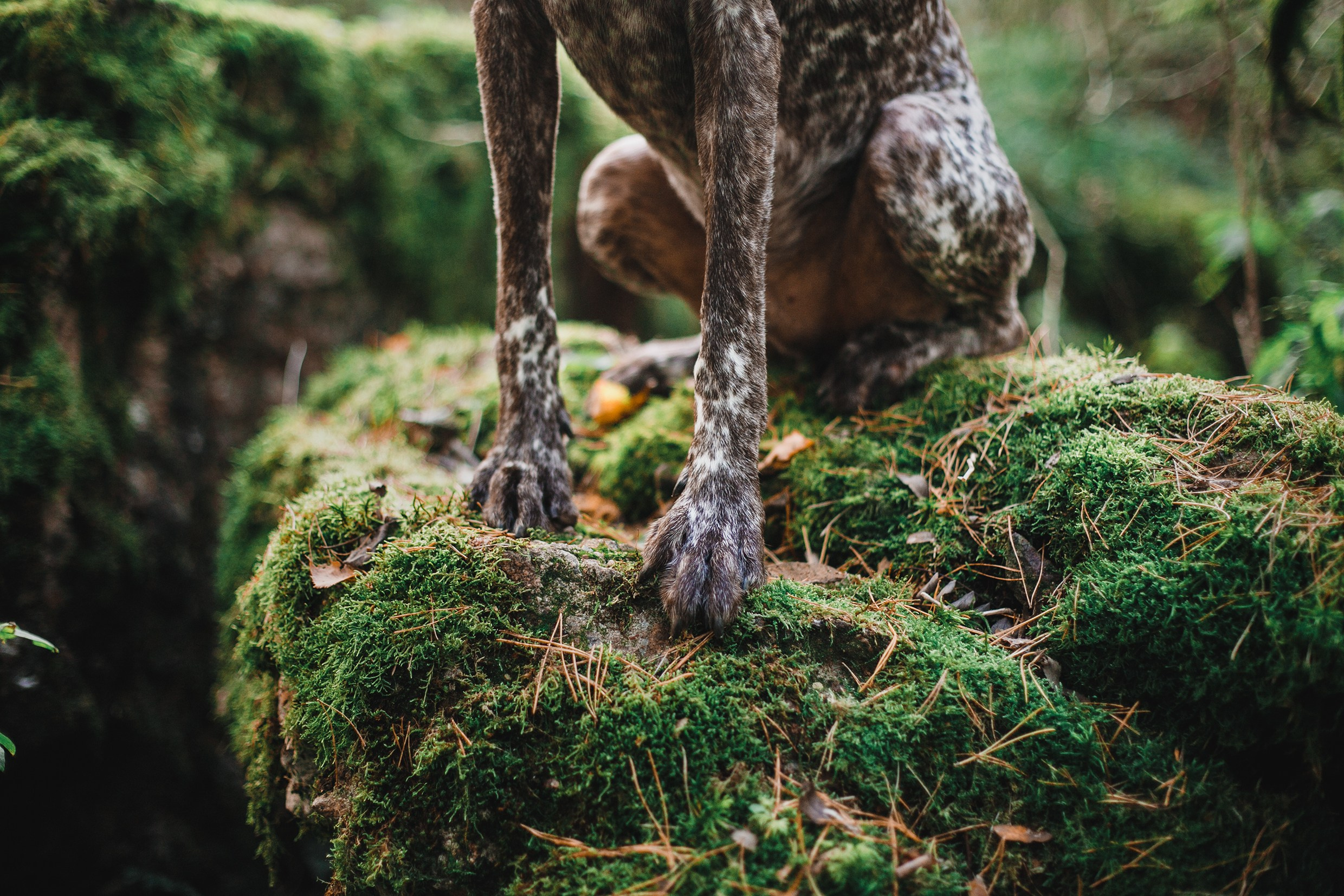 «Kasmach» dogs ammunition. Kaja | fotograf we Wrocławiu | ludzie i psy