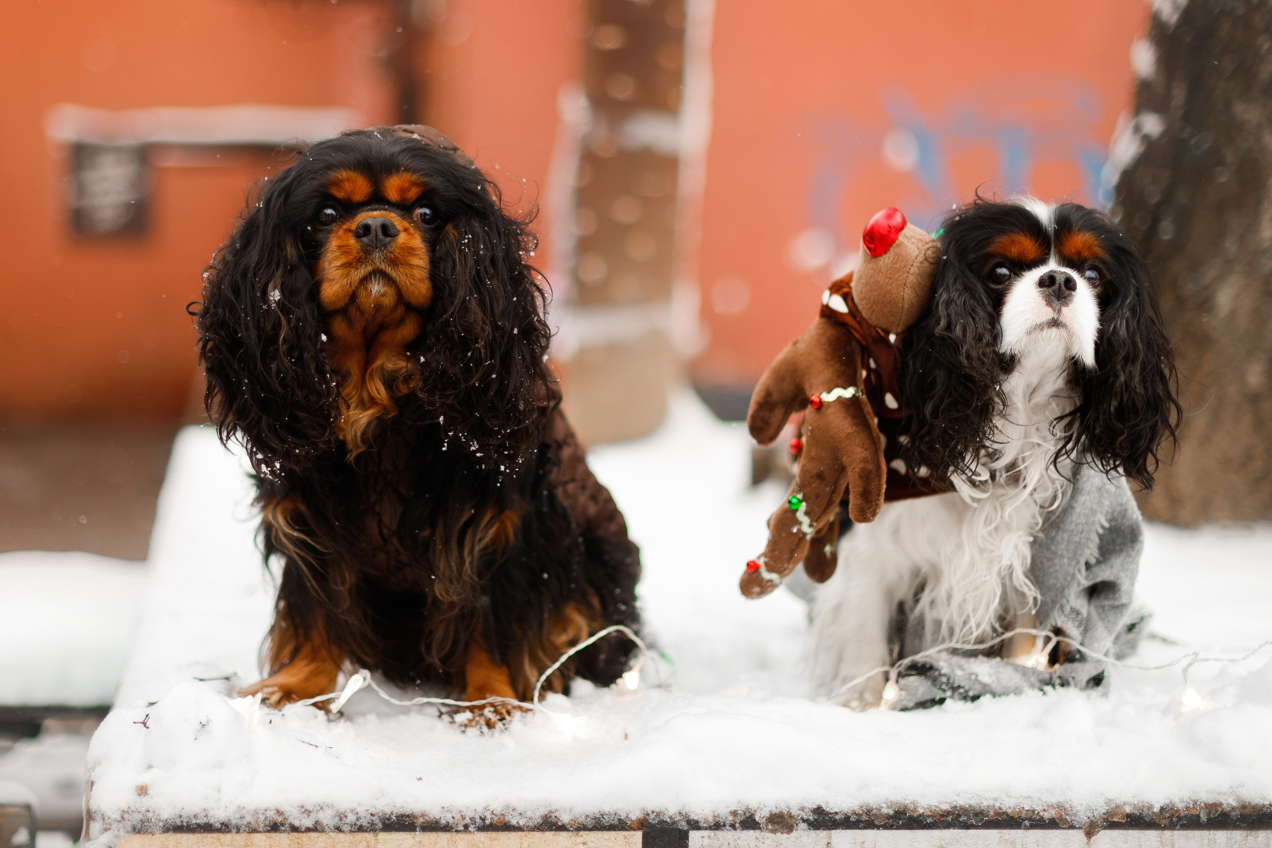 Uliana & winter spaniels. Kaja | fotograf psów we Wrocławiu