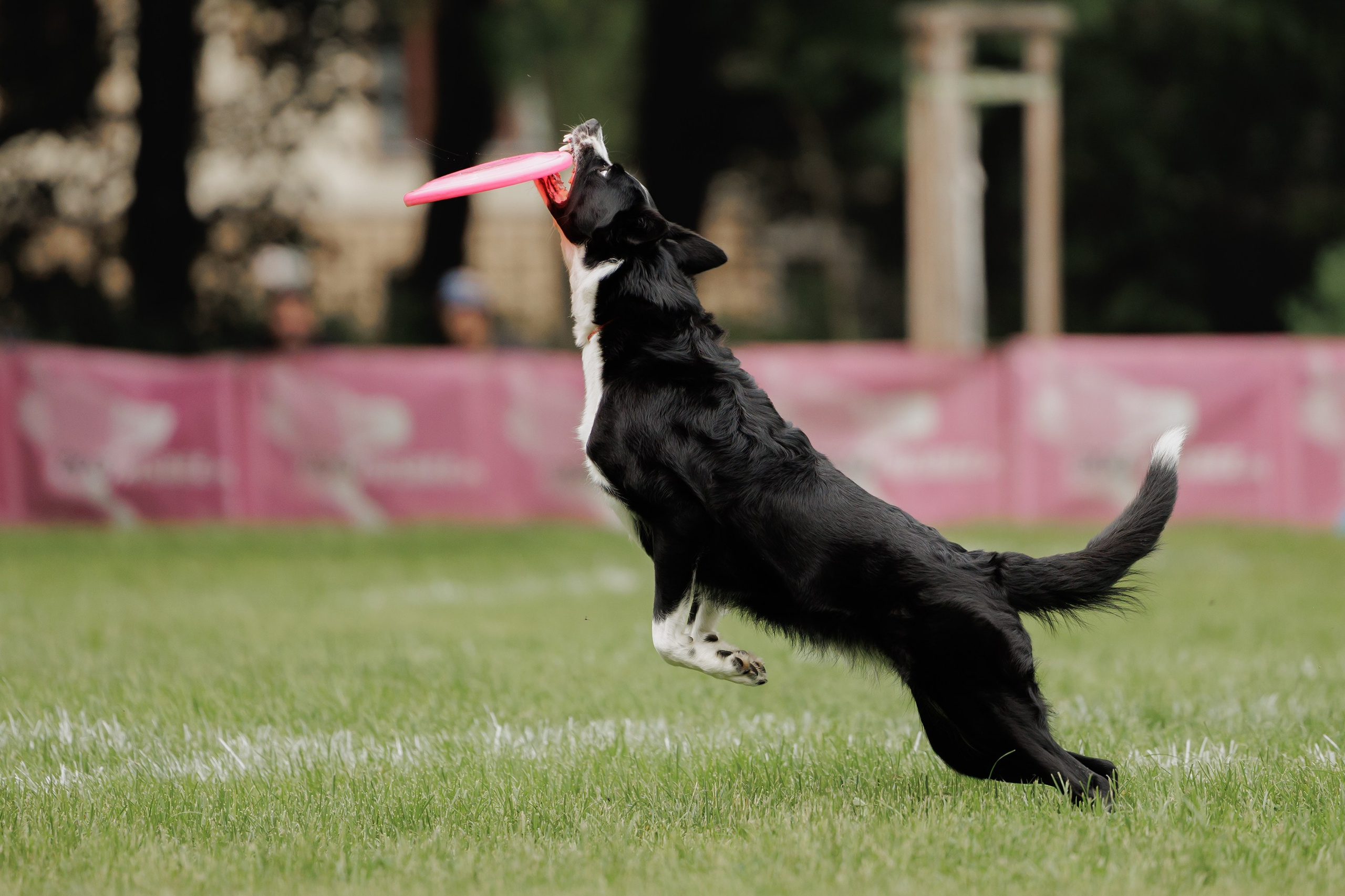 Latające psy, Wrocław'25. Kaja | fotograf psów we Wrocławiu