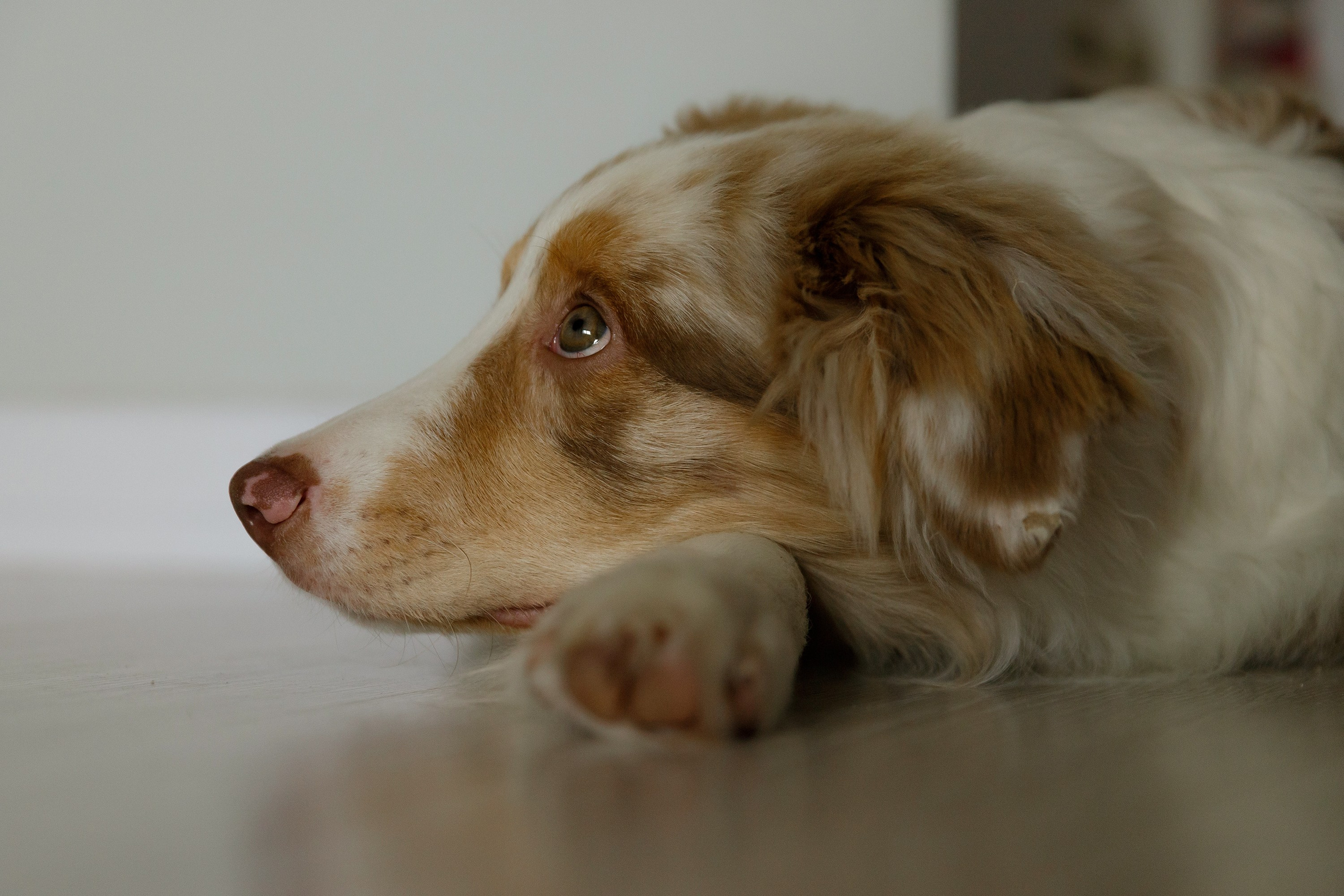 Fotografia psów Wrocław. Kaja | fotograf we Wrocławiu | ludzie i psy