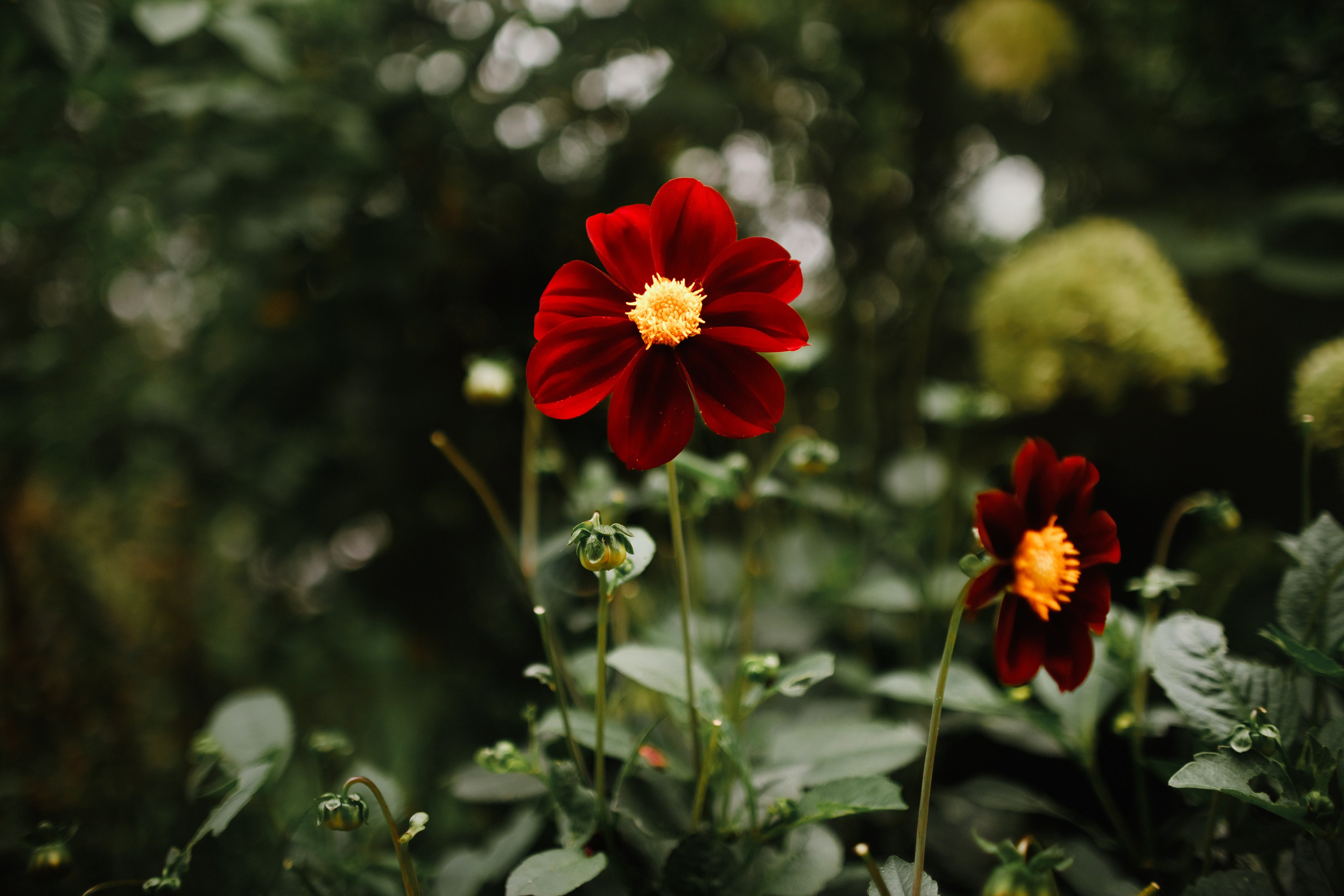 Grodno. Kaja | fotograf we Wrocławiu | ludzie i psy