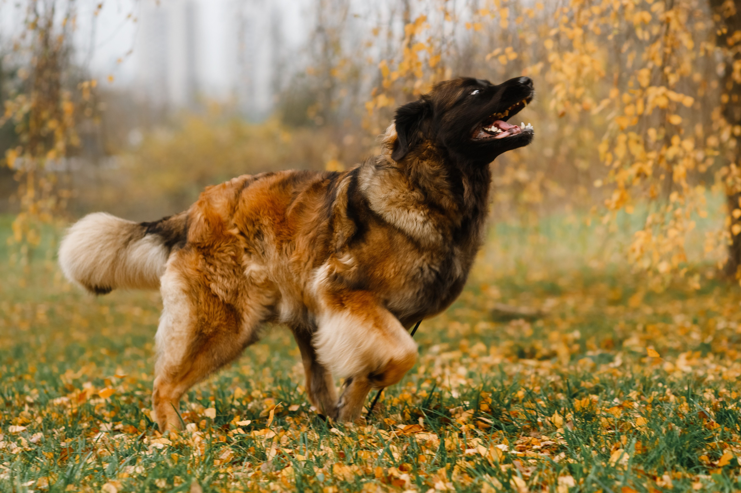 Leonbergers. Kaja | fotograf we Wrocławiu | ludzie i psy
