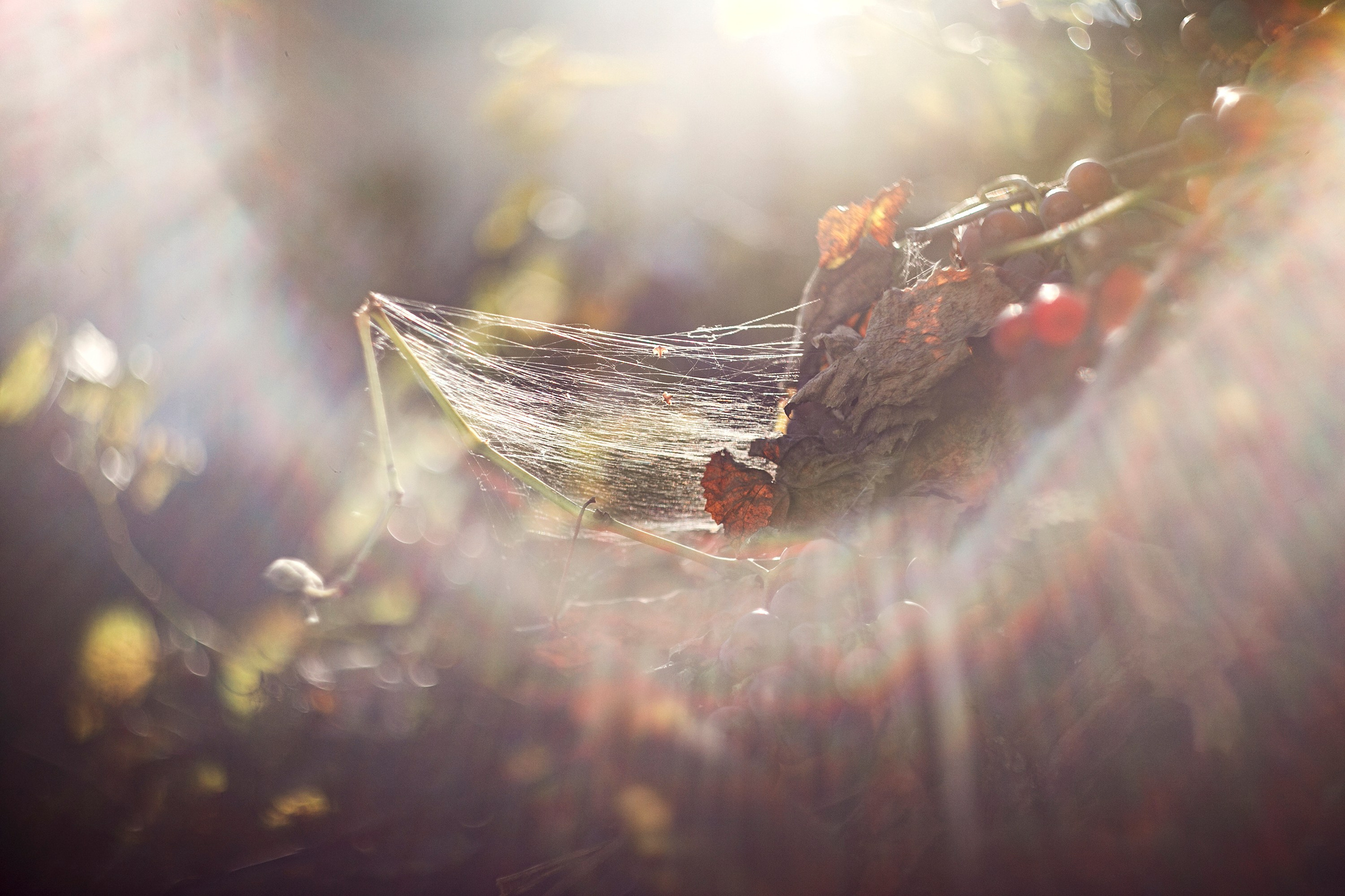 Grandmother's home in Brest. Kaja | fotograf we Wrocławiu | ludzie i psy