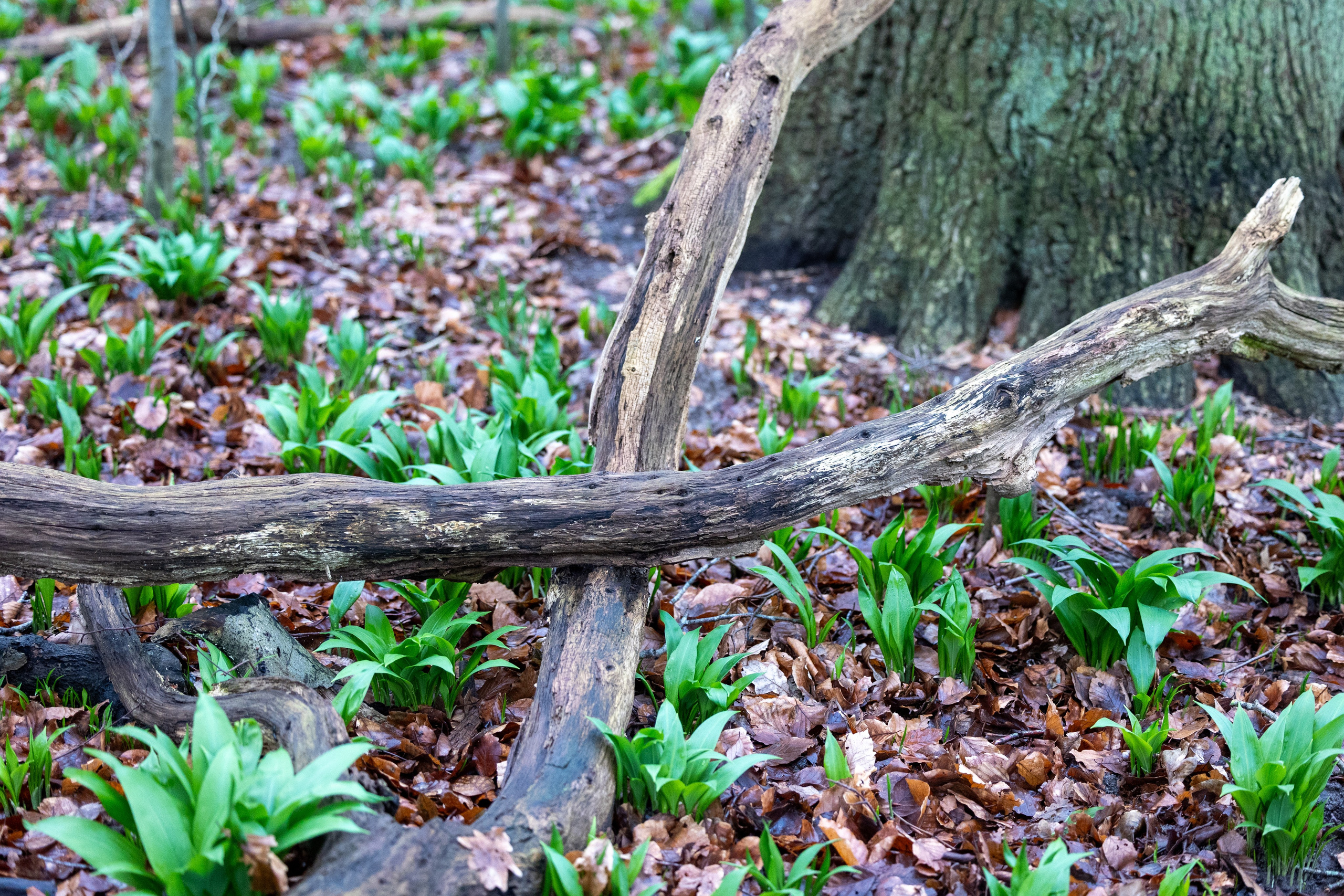 Forår. Fotograf Aarhus | Portrætfoto Århus | Flotte billeder