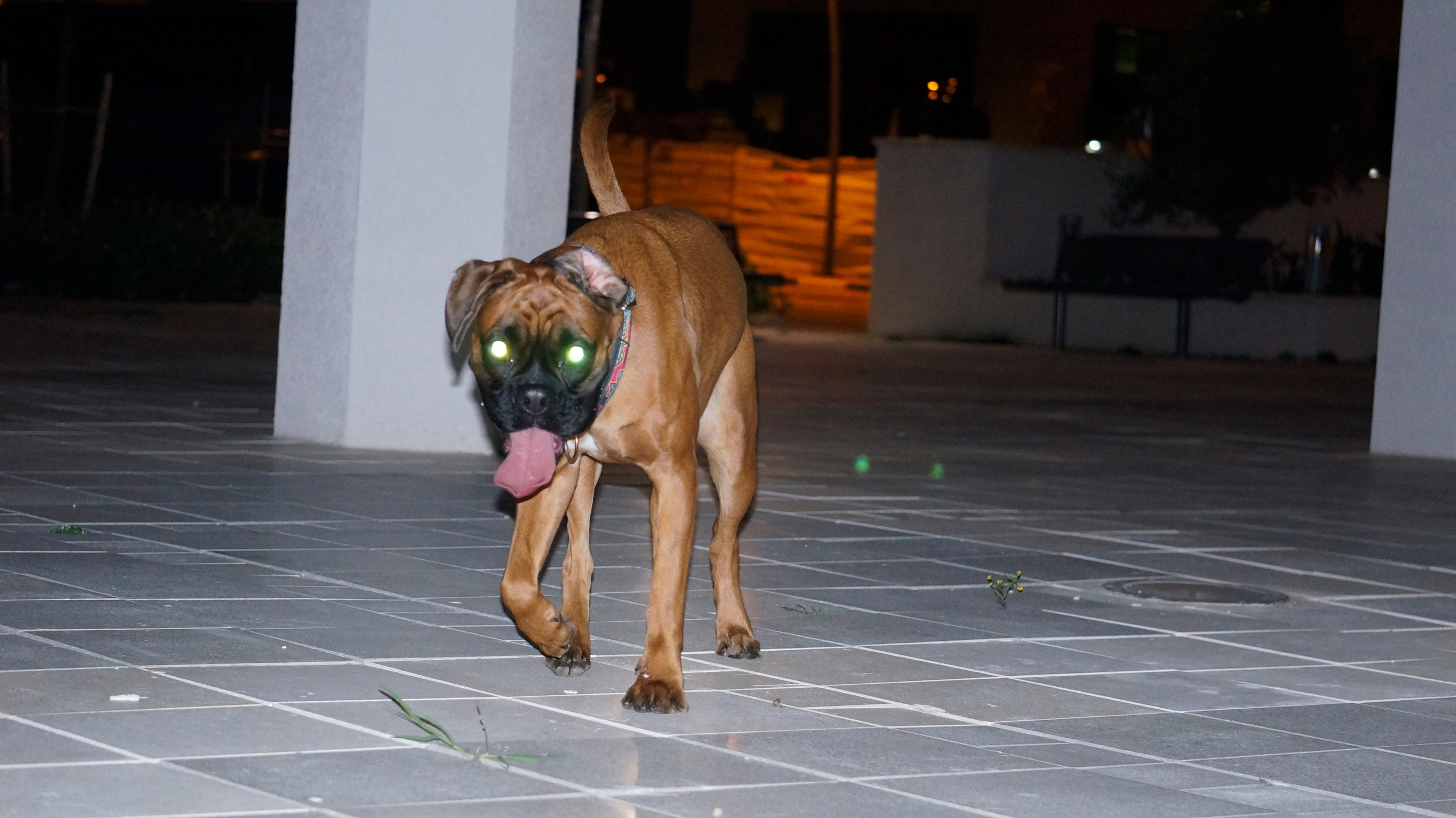 My ״Star״ Boxer Dog