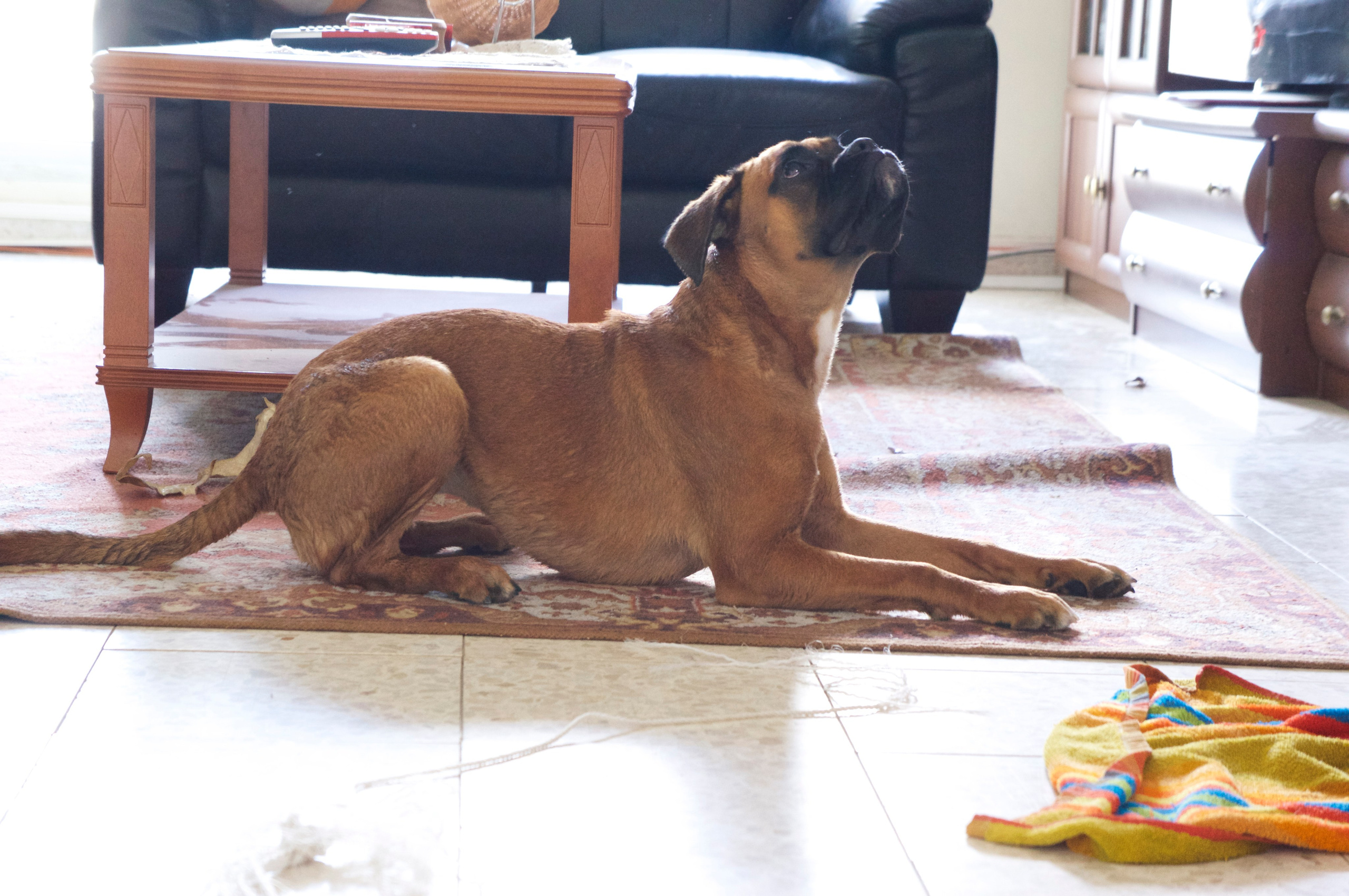 My ״Star״ Boxer Dog