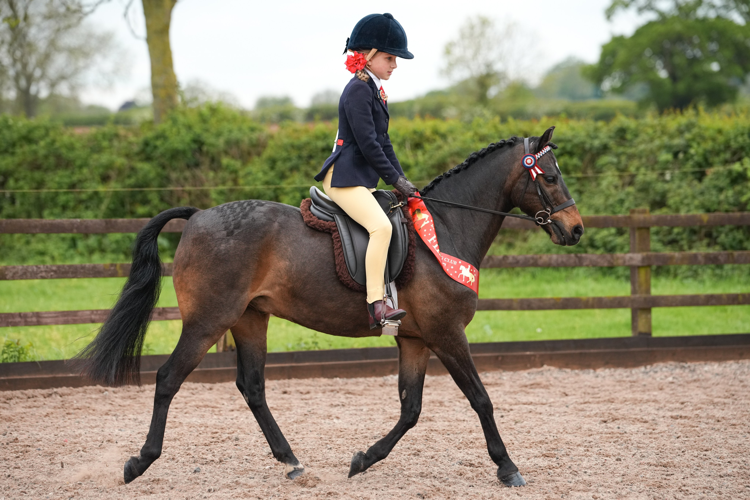 Showing. Leicestershire Equine Photography by El | Authentic Equine Portraits & Events