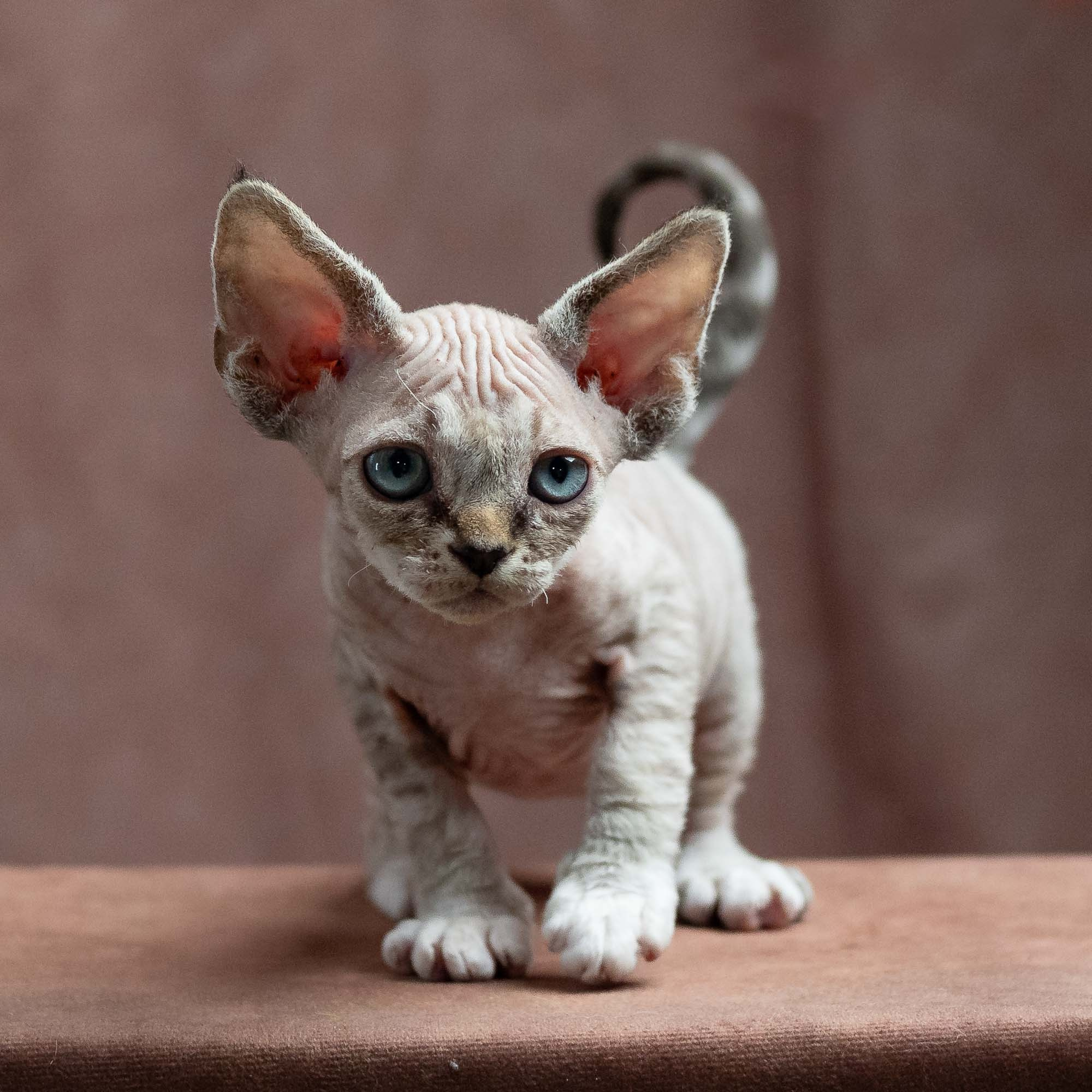 Finn,  boy, born on 01.01.25. Devon Rex Pixie Cattery