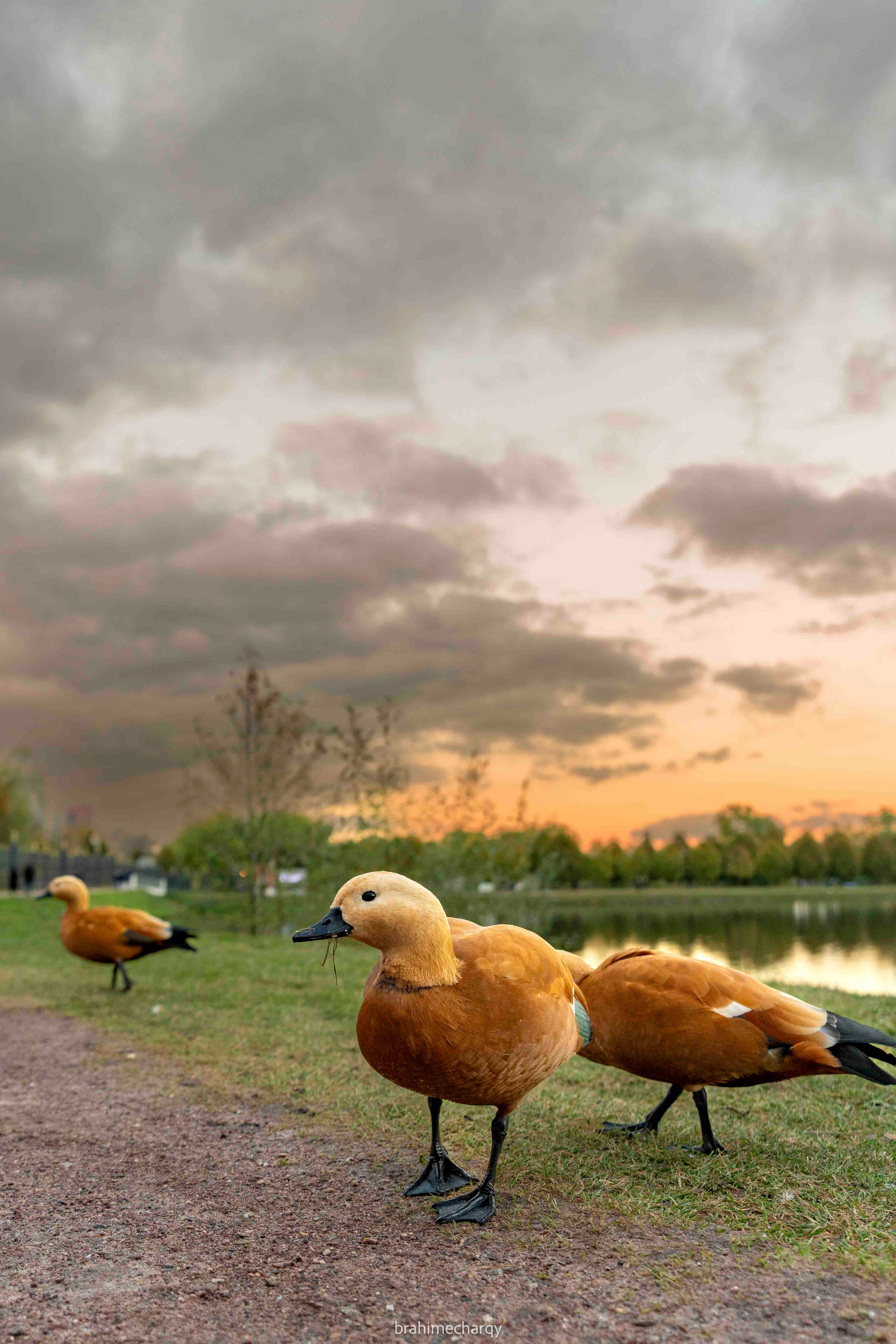 Фото. Брахим — фотограф