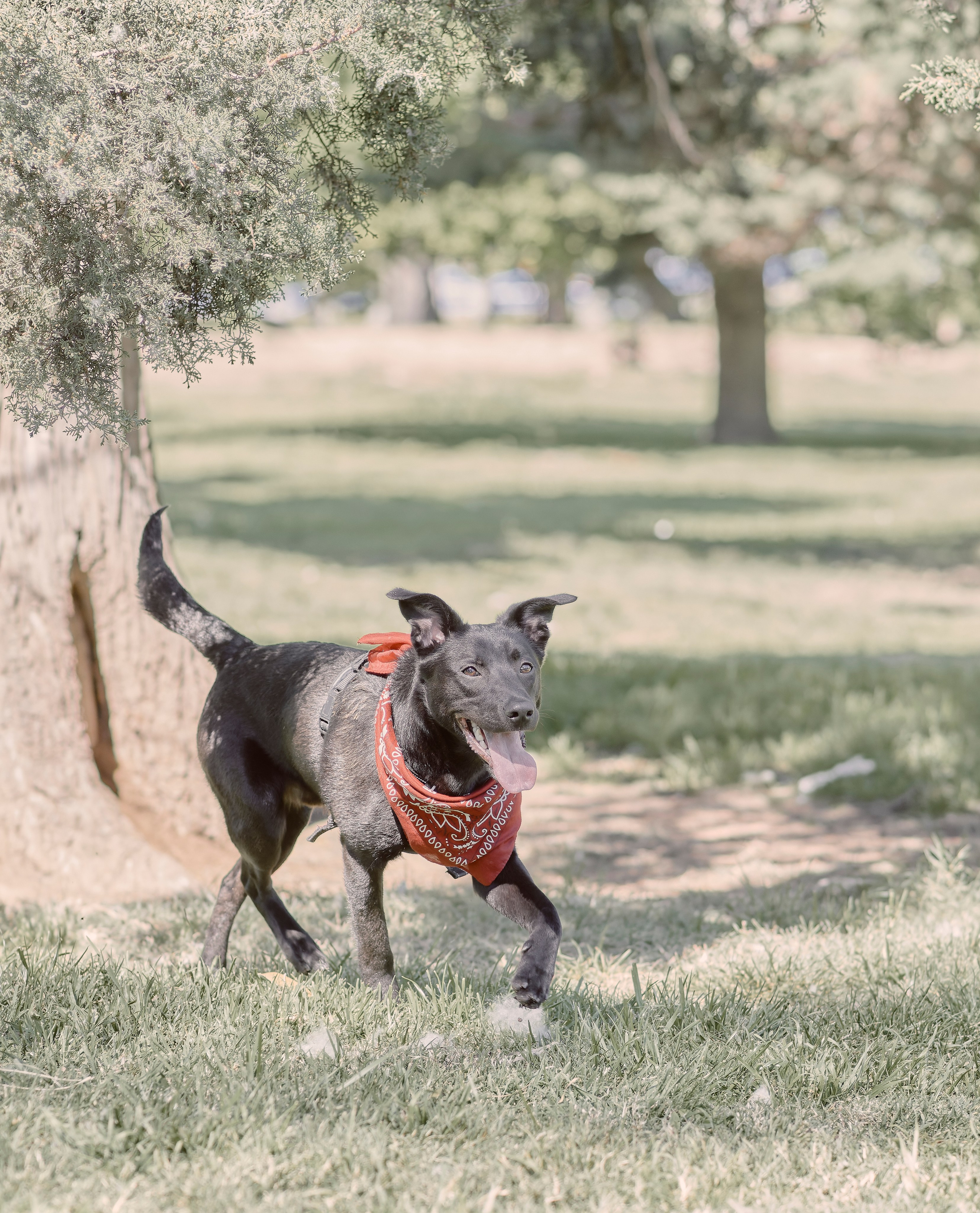 Frankell & Ruben. Valssy – Fotografía de mascotas en Uruguay. Retratos profesionales de perros y gatos