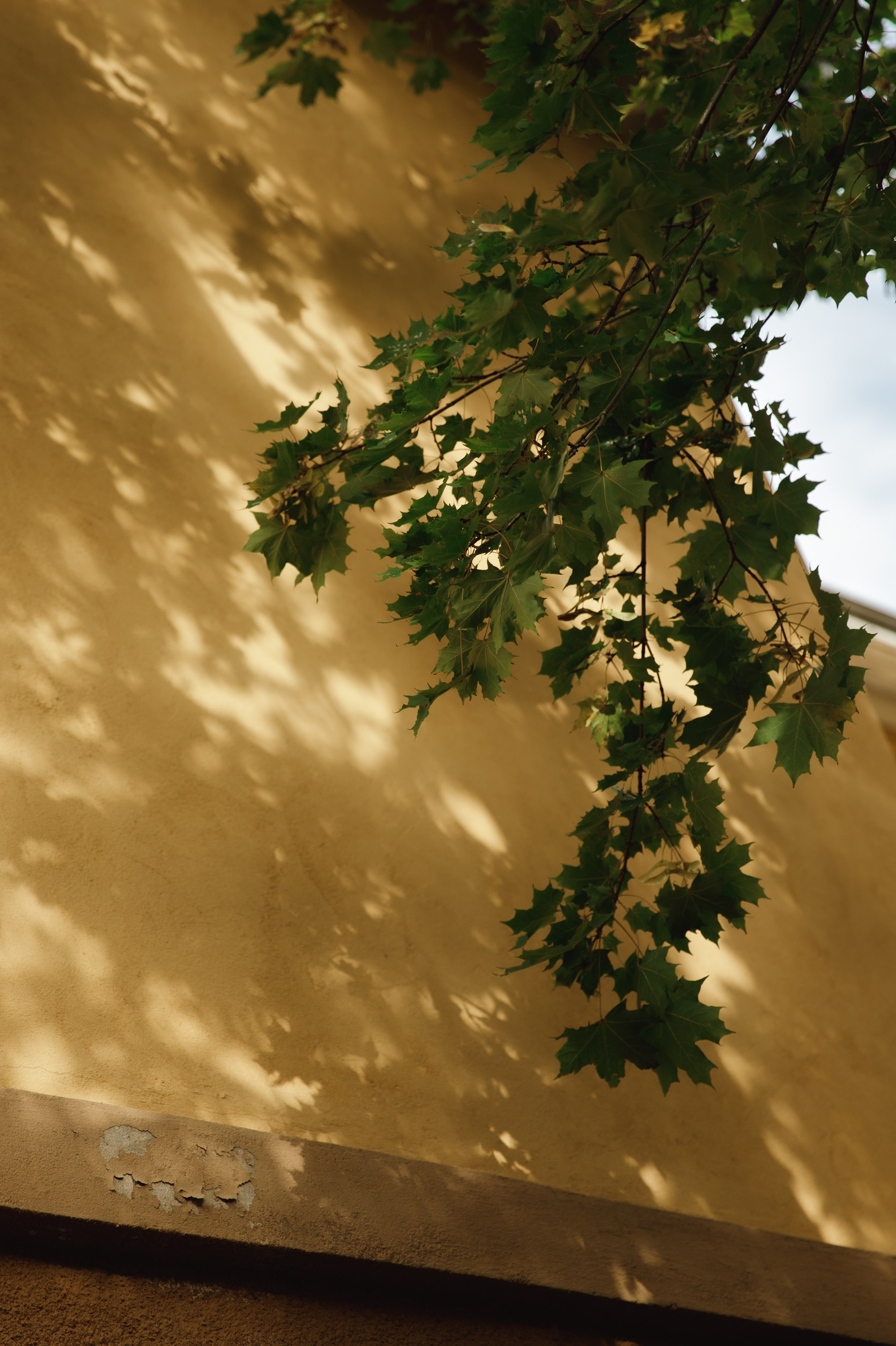 Turku. Kaja | fotograf psów we Wrocławiu