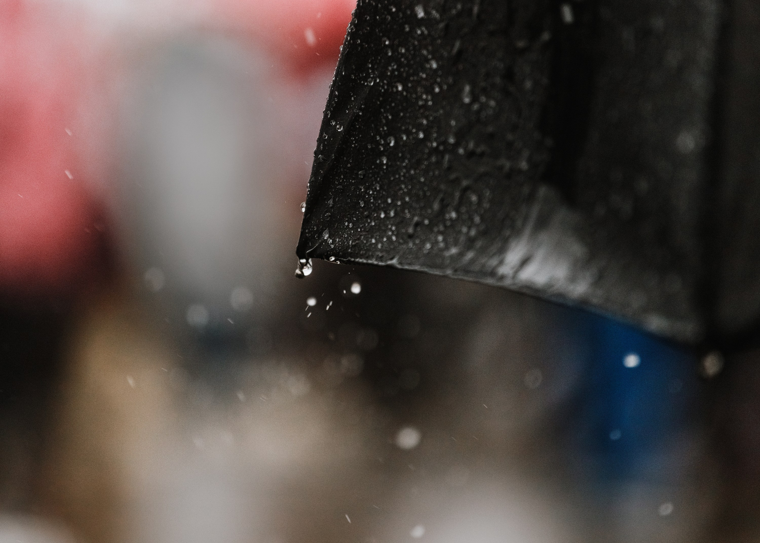 Rainy dog show in Grodno. Kaja | fotograf we Wrocławiu | ludzie i psy