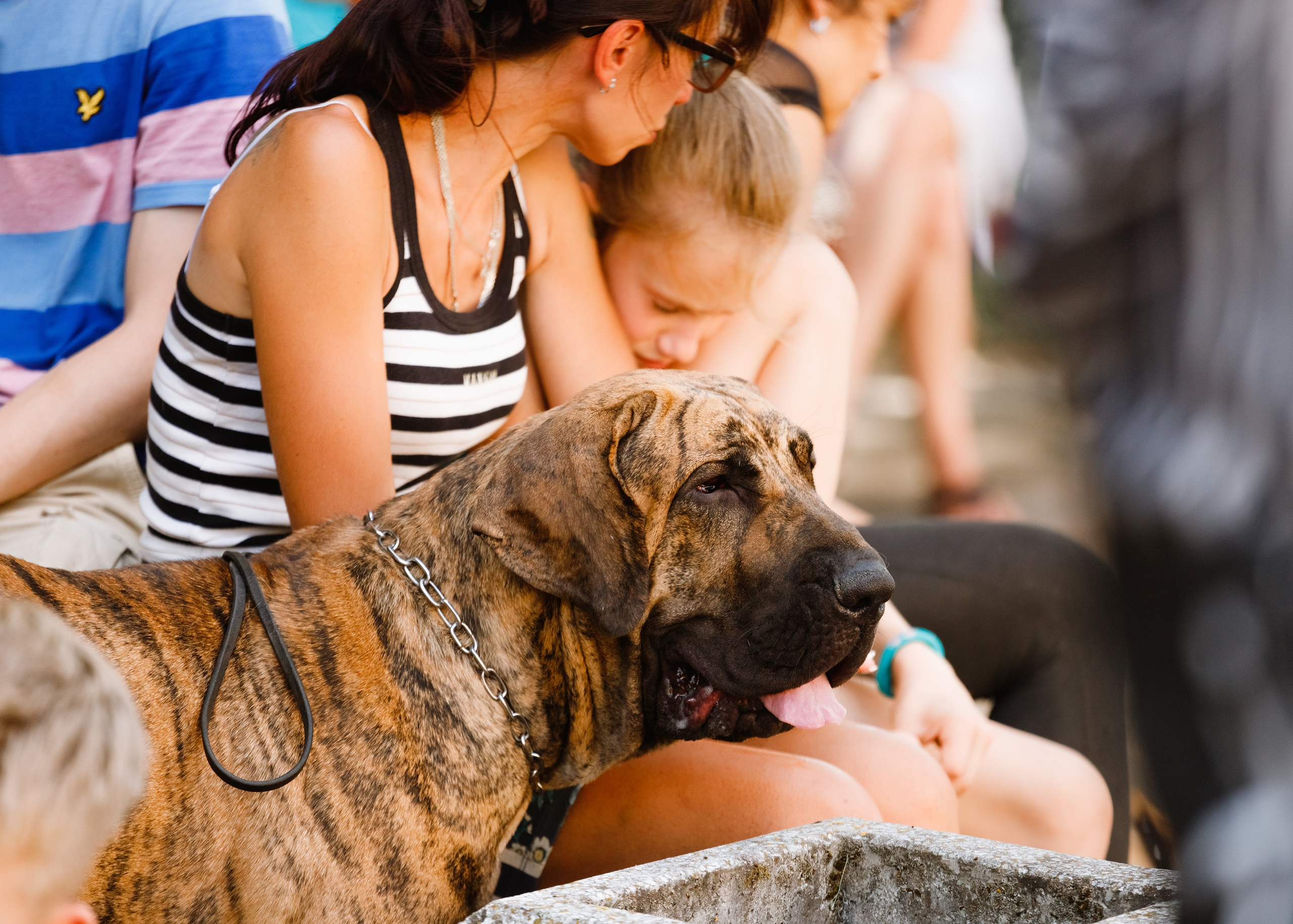«Argus» dog show in Brest. Kaja | fotograf we Wrocławiu | ludzie i psy