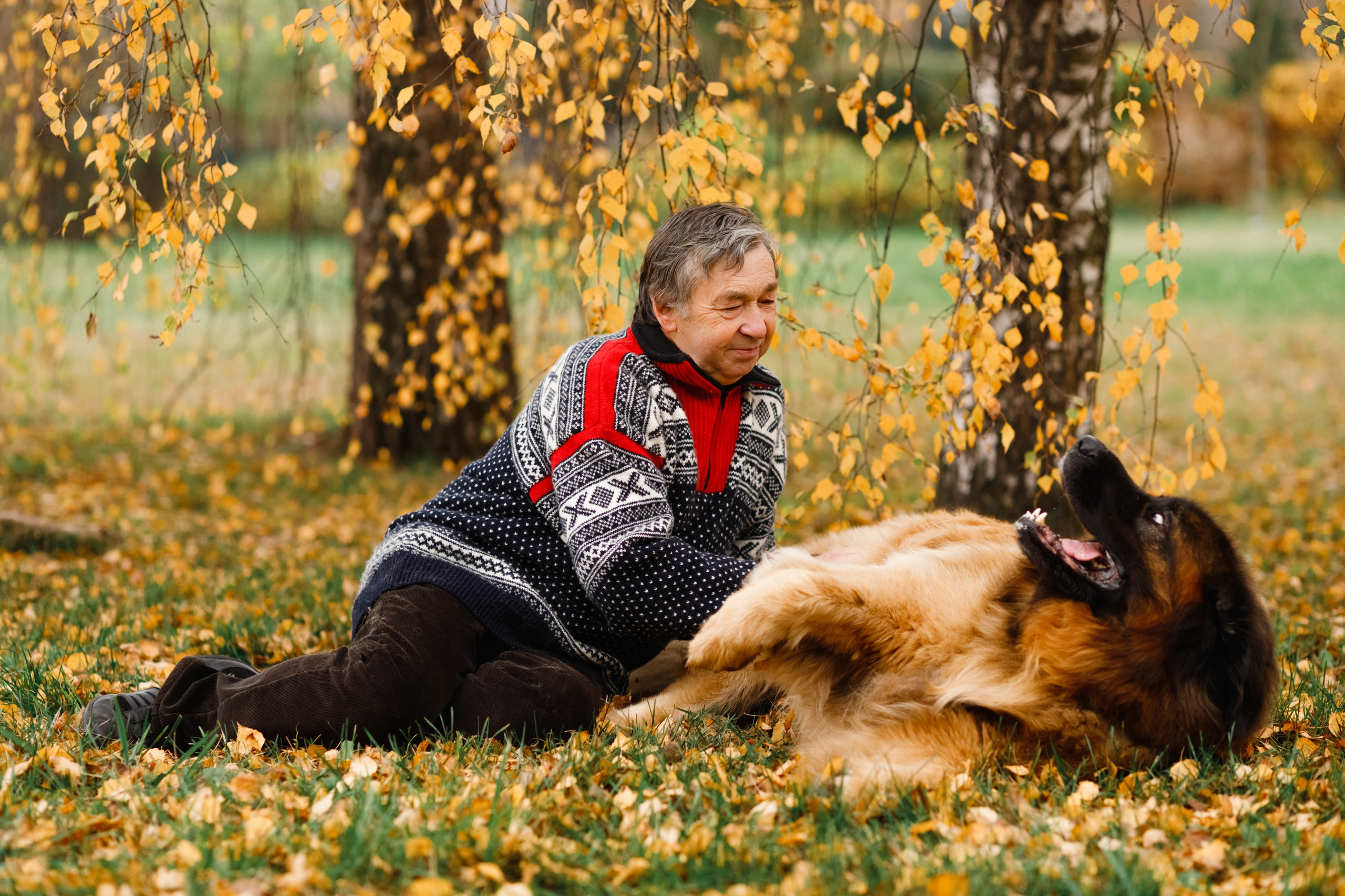 Leonbergers. Kaja | fotograf we Wrocławiu | ludzie i psy