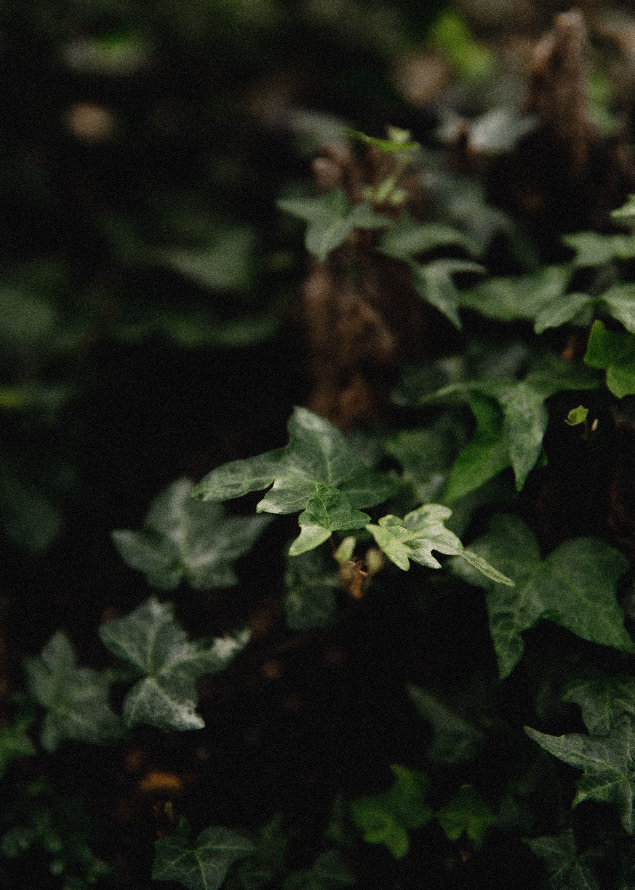 Botanical garden in Wroclaw. Kaja | fotograf we Wrocławiu | ludzie i psy