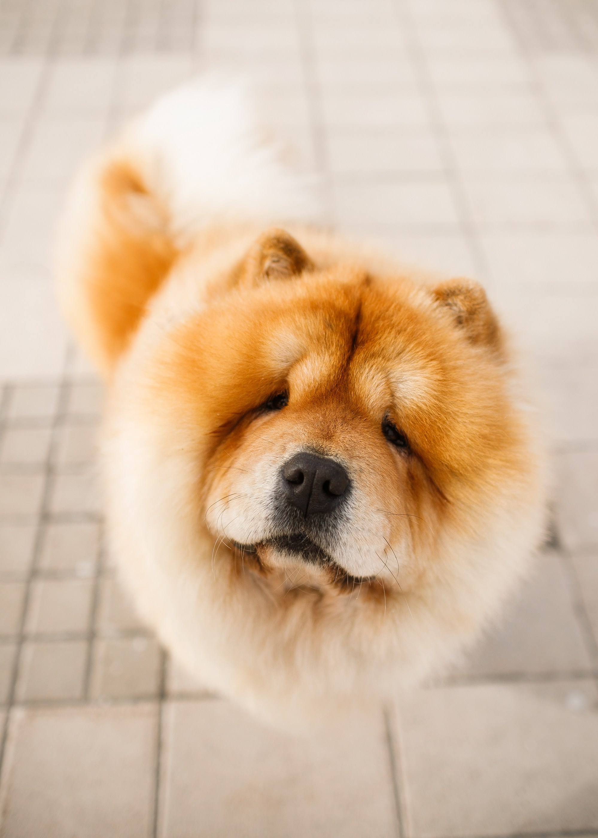 Autumn photo day for dog handler. Kaja | fotograf we Wrocławiu | ludzie i psy