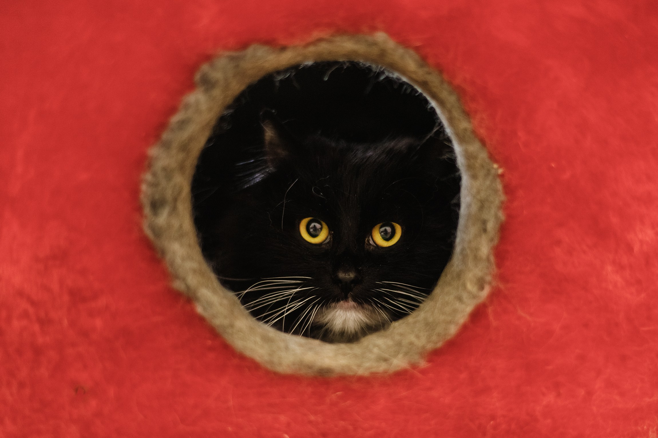 Shelter's cats for adoption. Kaja | fotograf we Wrocławiu | ludzie i psy