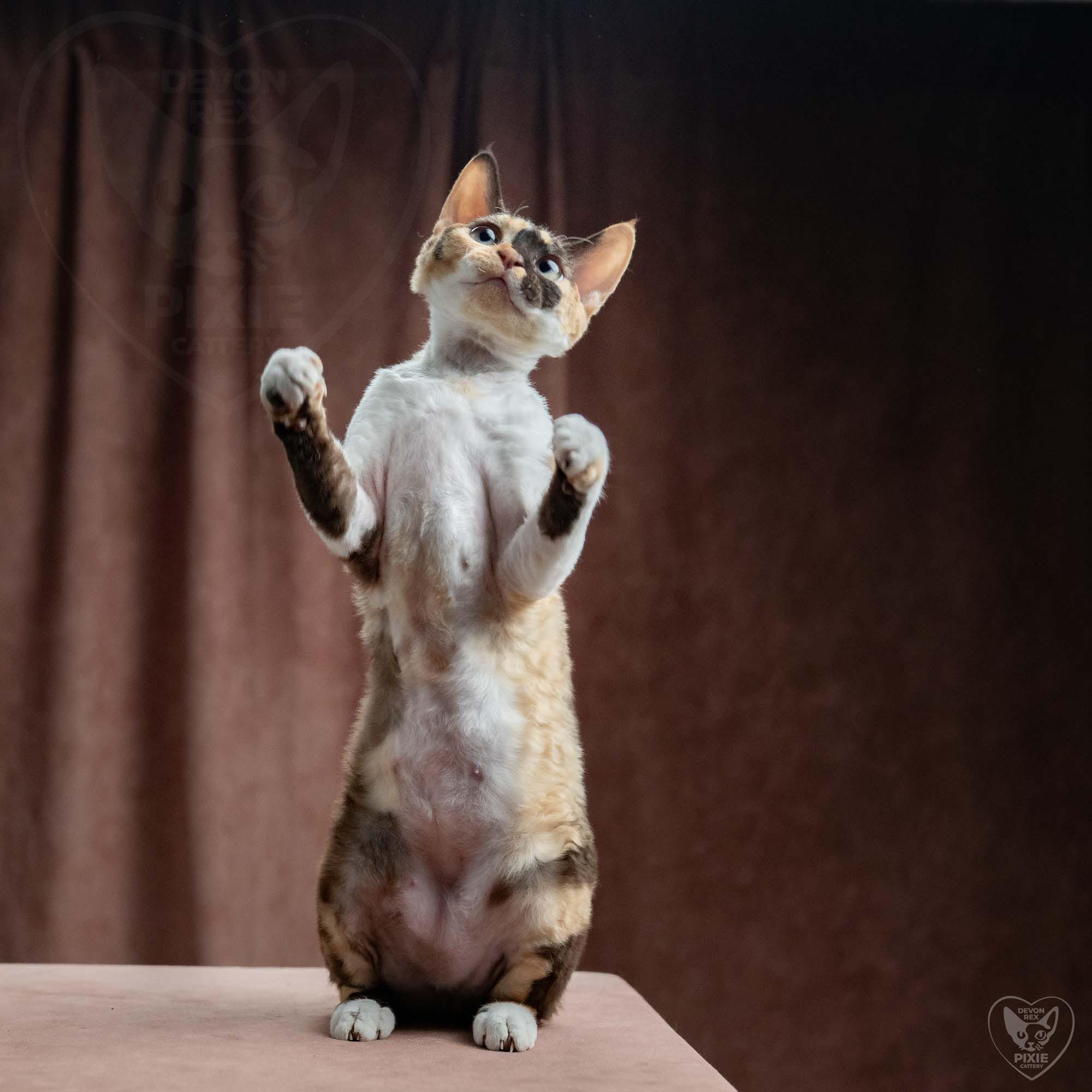 Malvina. Devon Rex Pixie Cattery