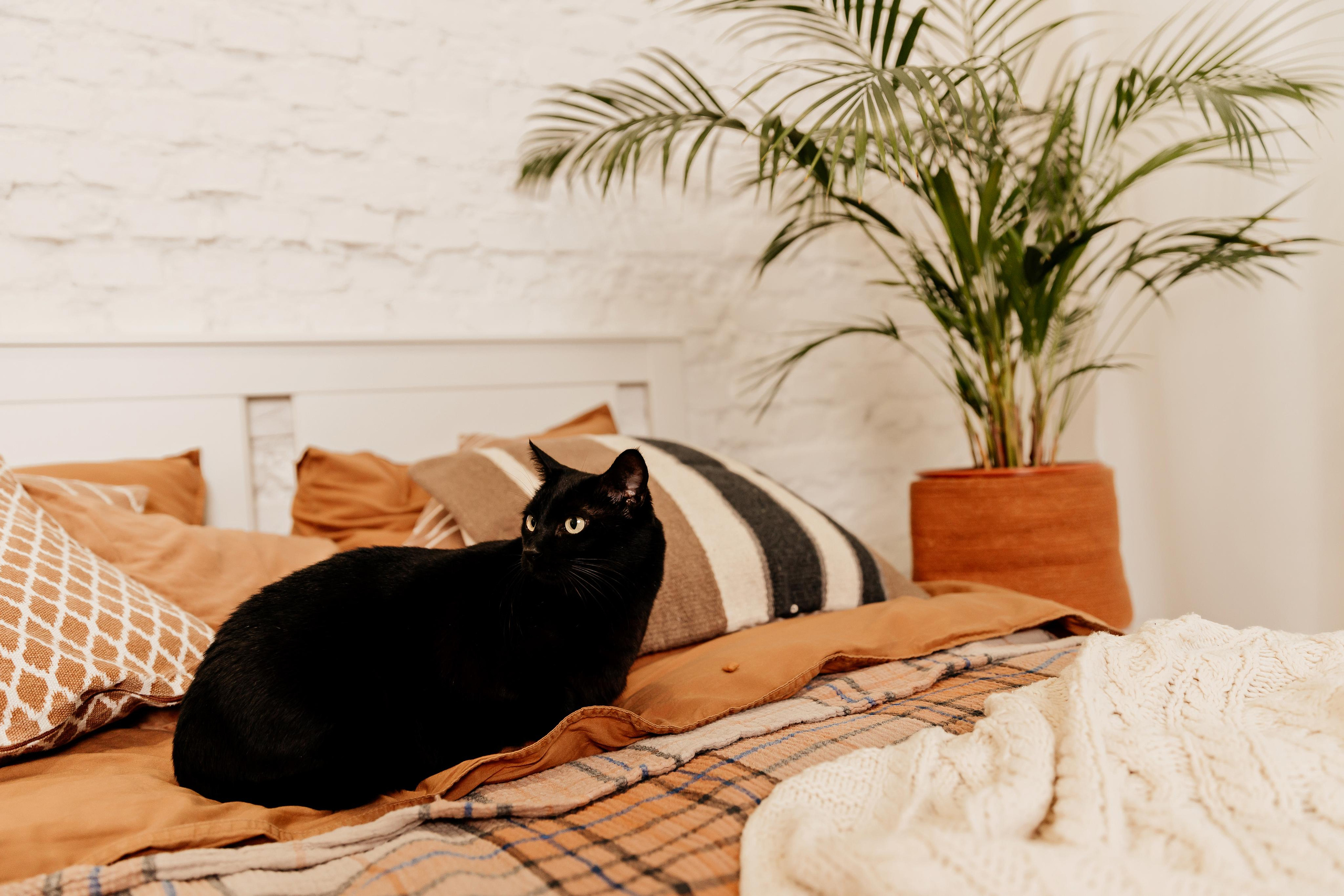 Maija & cat. ФОТОГРАФ |ЛАТВИЯ | ДАУГАВПИЛС|