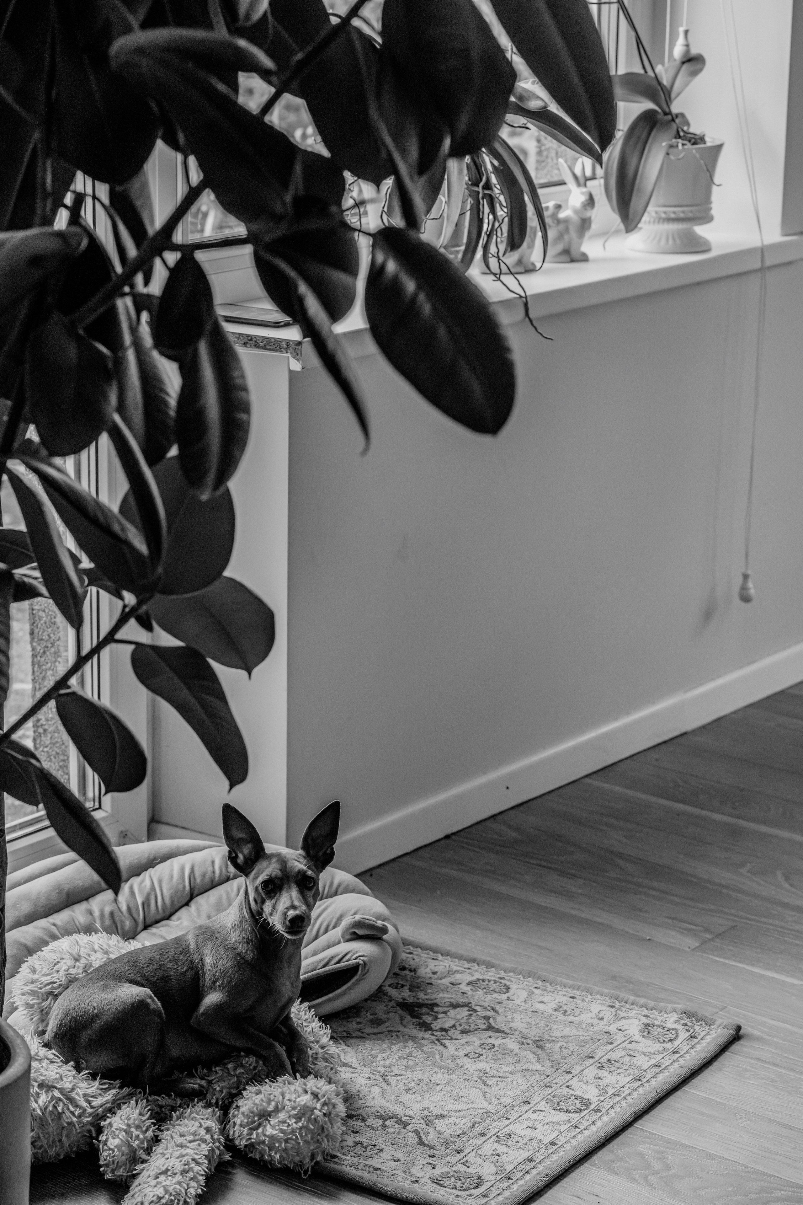 Šeimos pietus. Wedding and family photographer in Lithuania — Yvanessa Gelvano