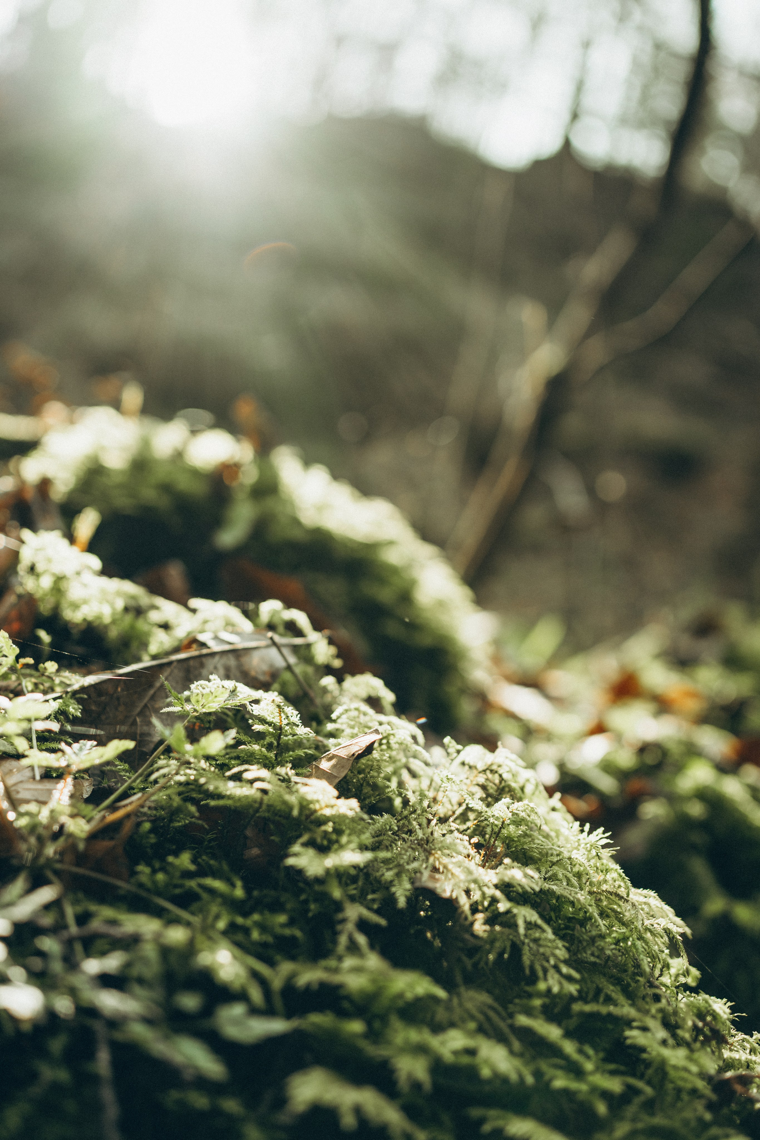 Müllerthal. Elena Seewald