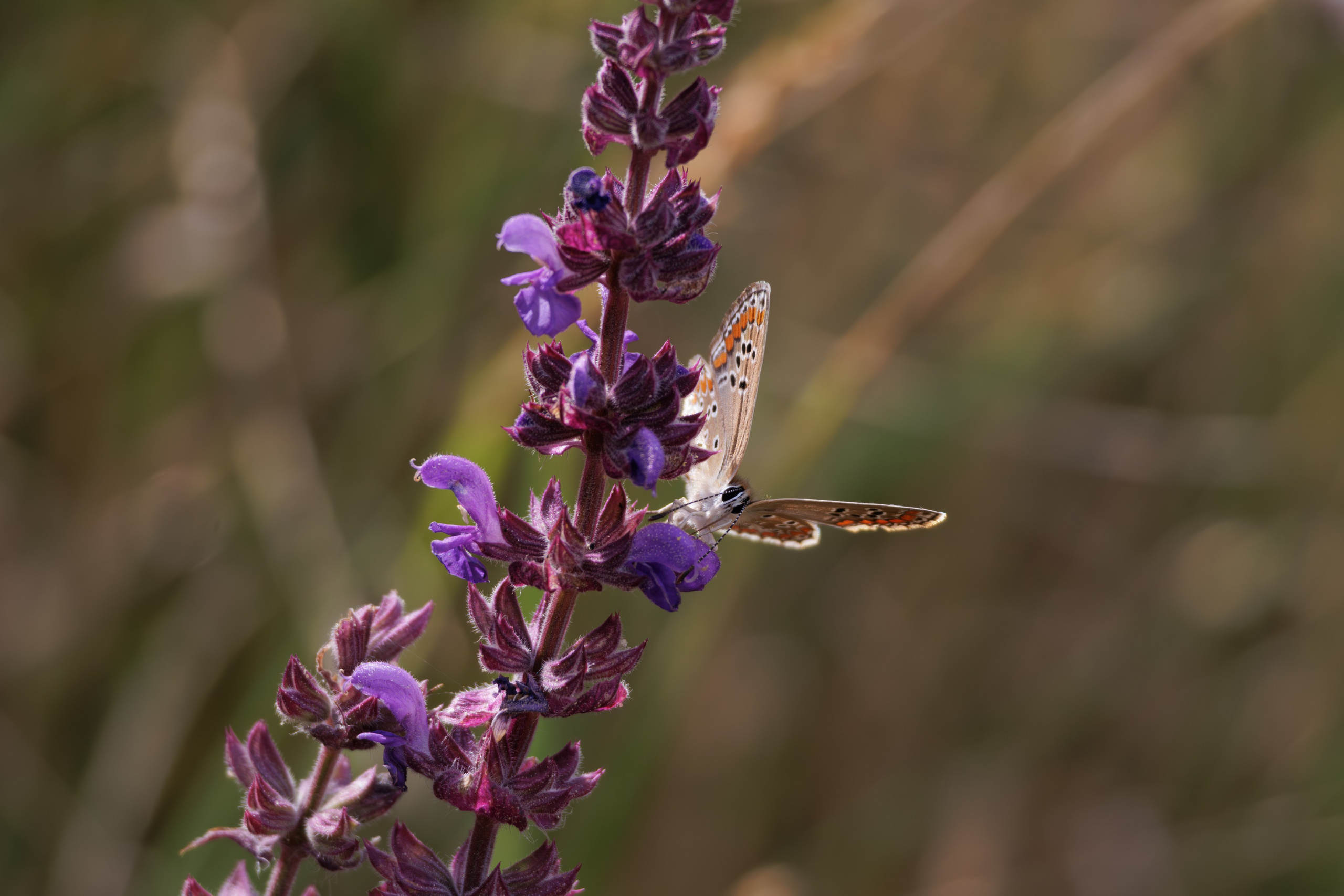 გასეირნება წავკისიდან ვაკის პარკამდე. FramefreeMan